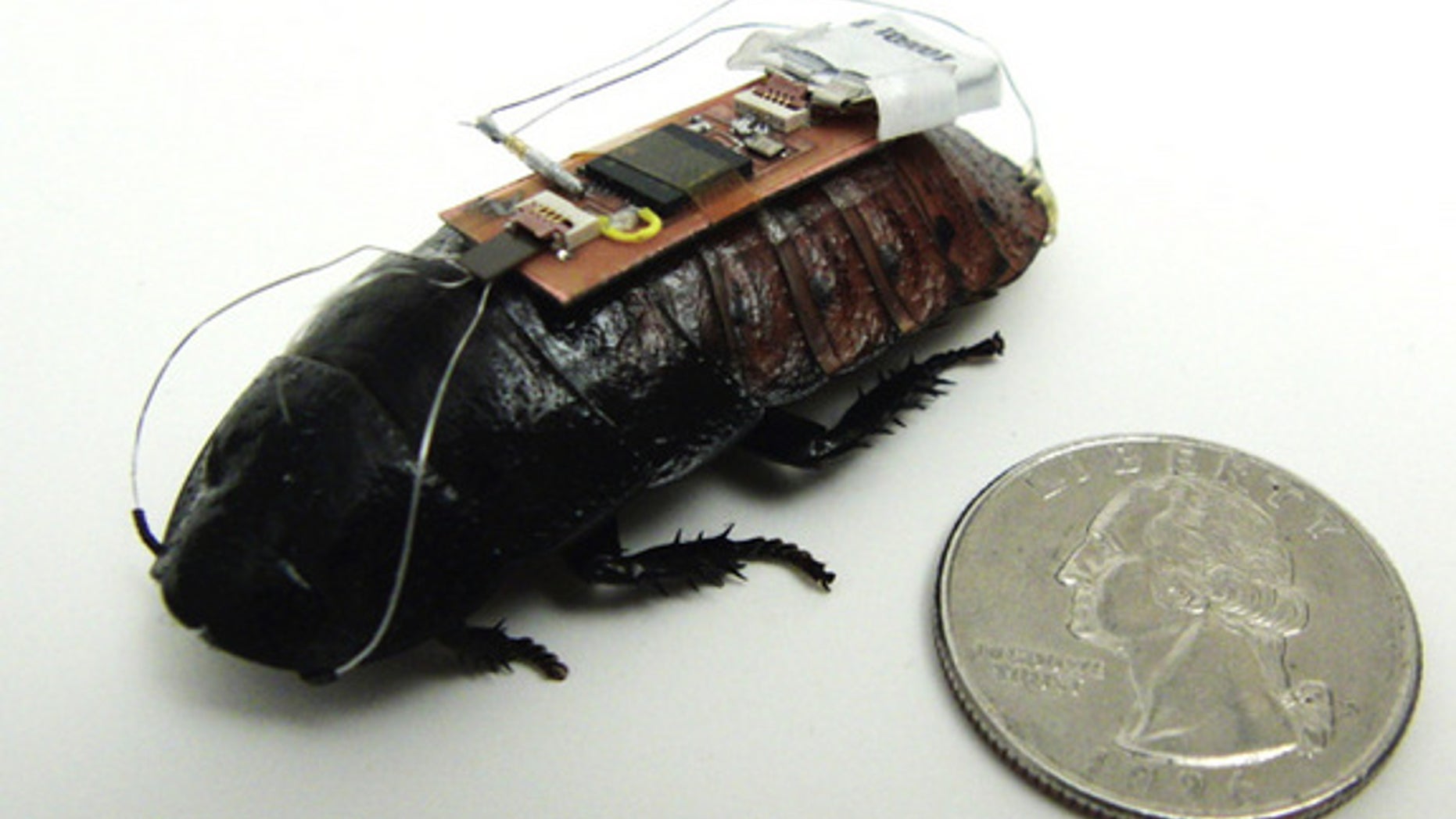 Remote control cockroach