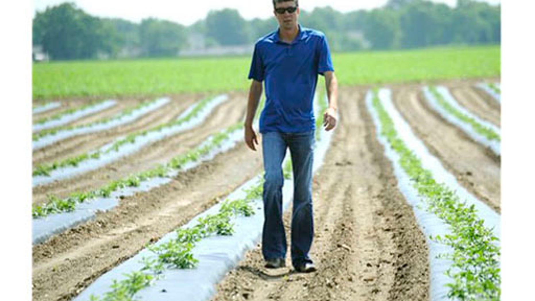 June 2011: Braden Janowski walks through a watermelon field in Niles, Michigan.