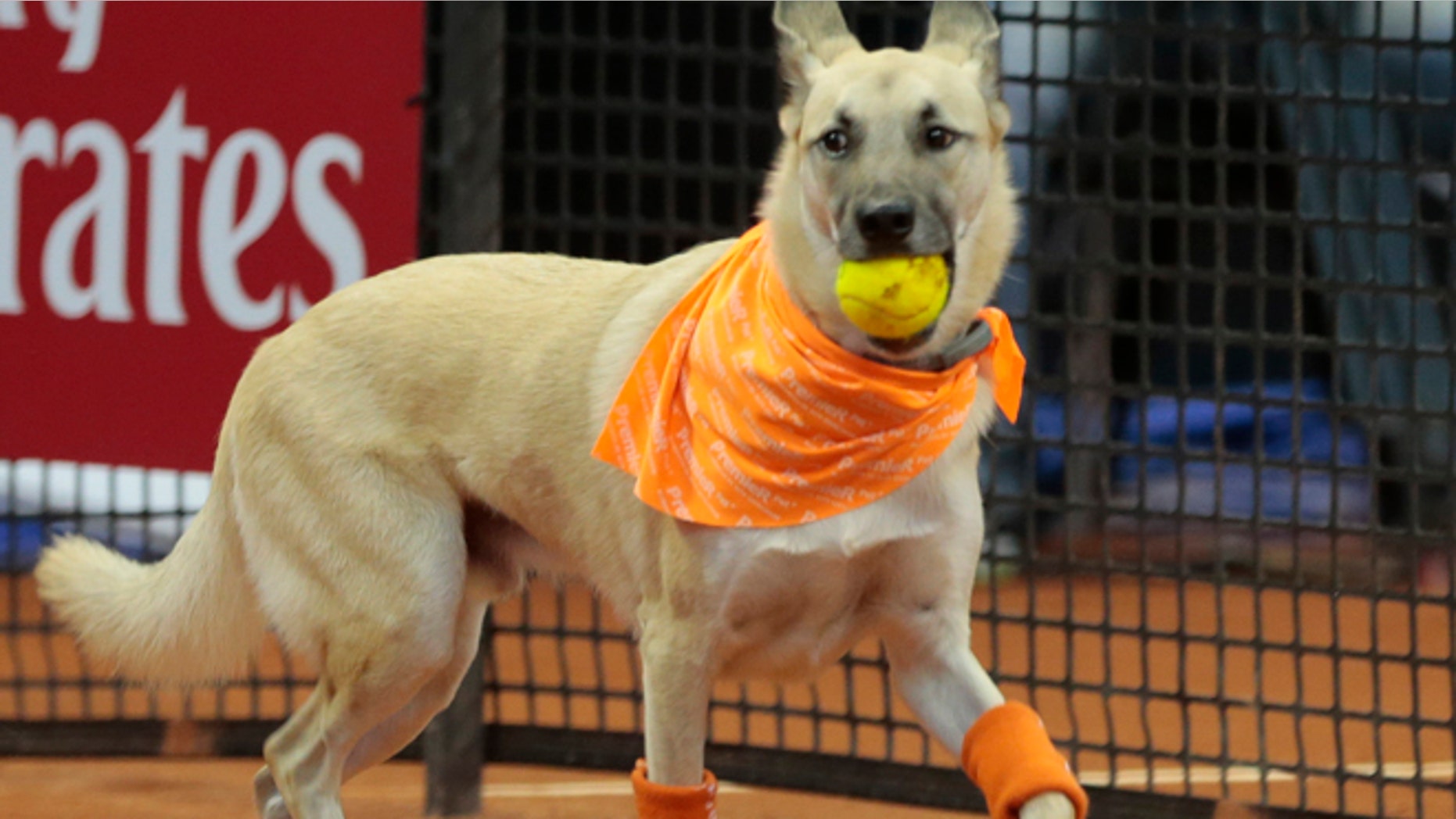 A dog picks up a tennis ball during the Brazil Open tournament in Sao Paulo, Brazil, Thursday Feb. 25, 2016. The dog was one of four trained animals that engaged onlookers Thursday night by picking up balls that went out of bounds. Not long ago, the same dogs had run abandoned in Sao Paulo, Brazils biggest city. The unusual initiative was made to promote the adoption of abandoned street animals. (AP Photo/Leandro Martins)