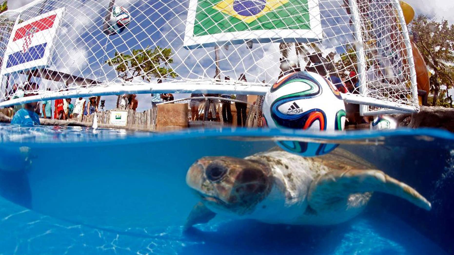 A turtle named "Cabecao," or Big Head, swims in a pool in Praia do Forte, Brazil, Tuesday, June 10, 2014. The turtle, Brazil's answer to German octopus Paul who started the psychic animal craze during the 2010 World Cup, predicted Tuesday that the host nation will beat Croatia in the opening game of the World Cup on Thursday. (AP Photo/Lucio Tavora, Agencia A Tarde)