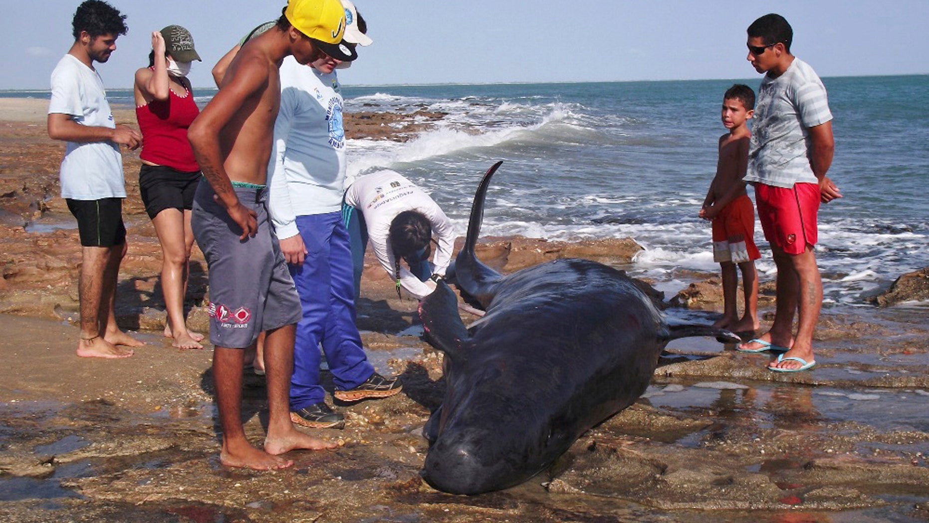 People look on as biologists inspect a dolphin on Upanema beach in the Areia Branca municipality of Rio Grande.