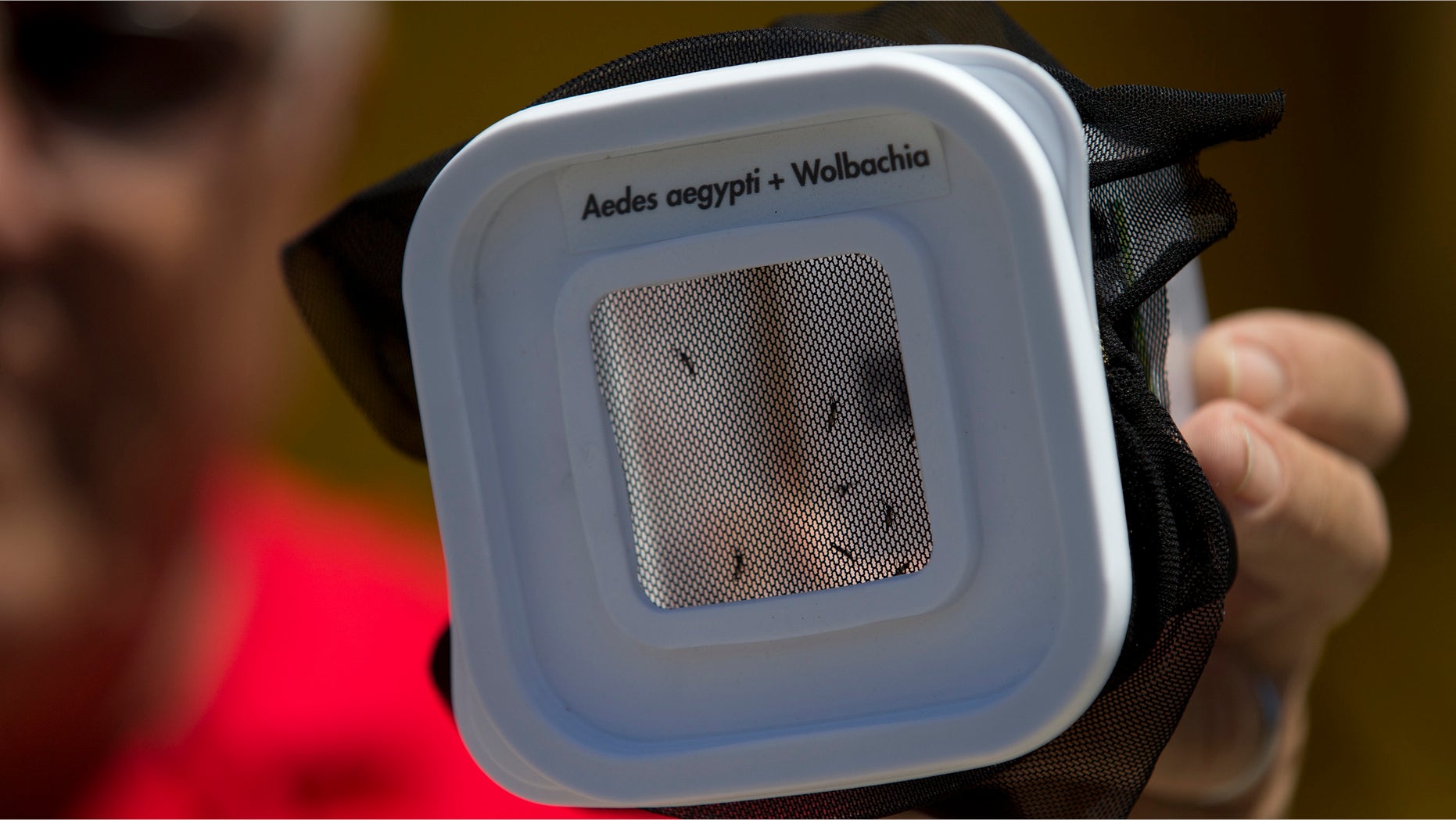 A technician shows mosquitoes that are infected with a dengue-blocking bacteria in Rio de Janeiro, Brazil, Sept. 24, 2014.