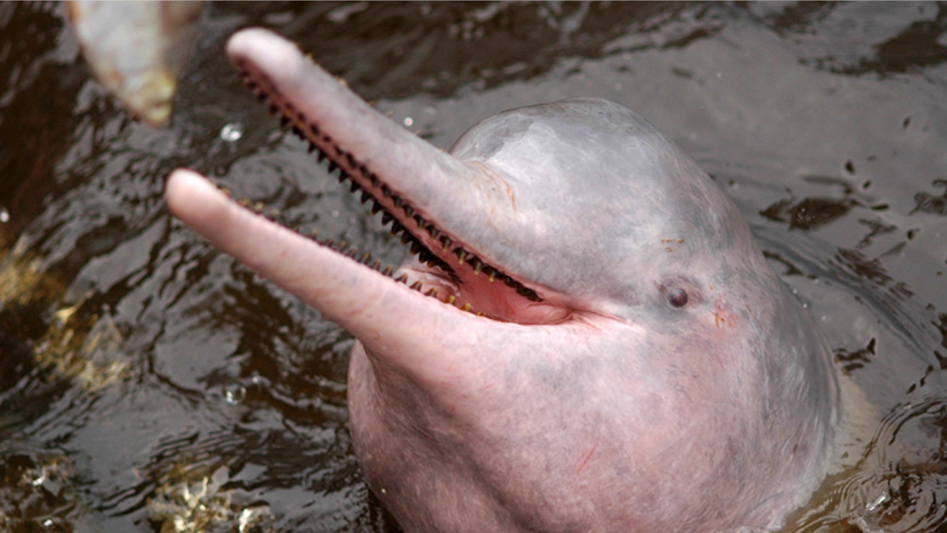 FILE - In this Nov. 2005 FILE photo released by Instituto Nacional de Pesquisas da Amazonia (INPA), an Amazon river dolphin swims in the Airao River in Amazonas state, Brazil. Brazil will temporarily ban the catch of a type of catfish in an effort to halt the killing of the Amazon pink dolphin, whose flesh is used as bait, the Fishing and Aquaculture Ministry said Tuesday, June, 3, 2014. (AP Photo/Sefora Antela Violante, INPA, File)