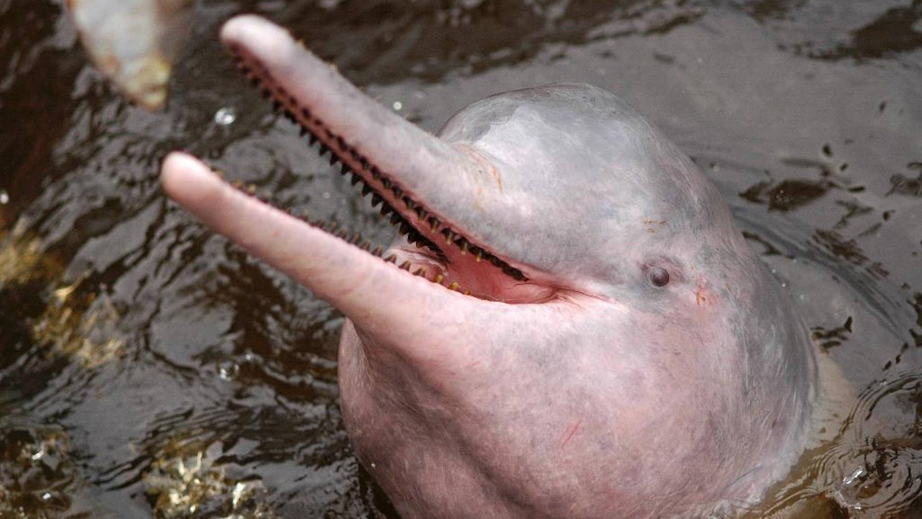 FILE - In this Nov. 2005 FILE photo released by Instituto Nacional de Pesquisas da Amazonia (INPA), an Amazon river dolphin swims in the Airao River in Amazonas state, Brazil. Brazil will temporarily ban the catch of a type of catfish in an effort to halt the killing of the Amazon pink dolphin, whose flesh is used as bait, the Fishing and Aquaculture Ministry said Tuesday, June, 3, 2014. (AP Photo/Sefora Antela Violante, INPA, File)