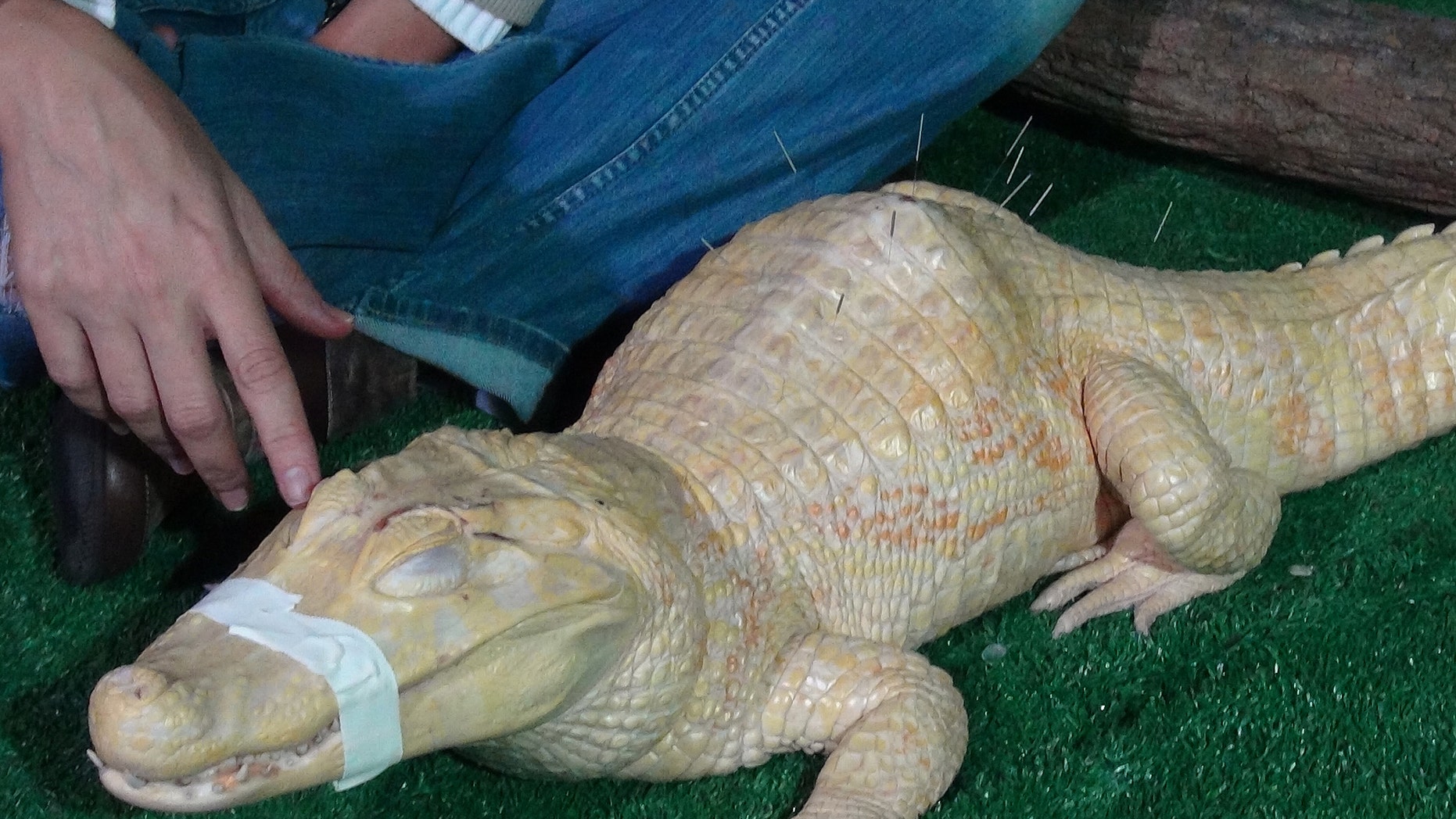Bino, the albino alligator, receives acupuncture treatment in Sao Paulo, Brazil, Tuesday, Aug 27, 2013.