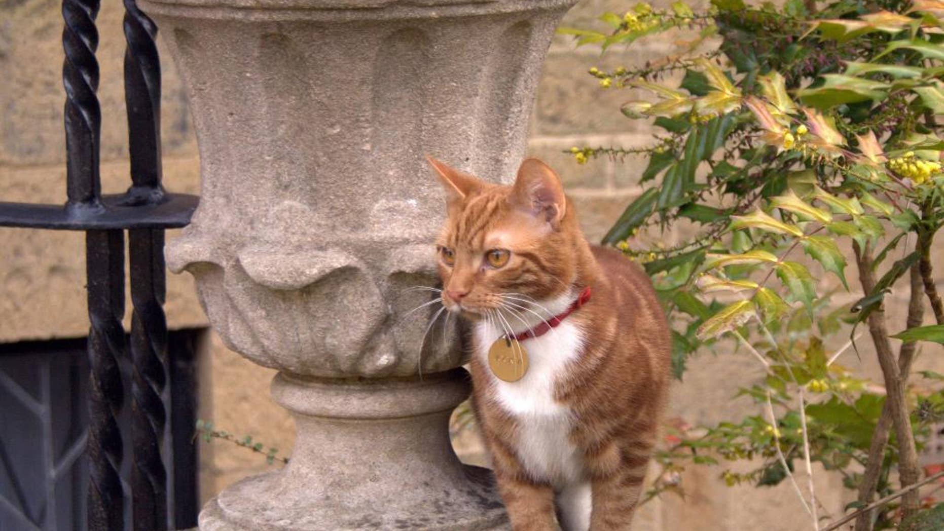 This is an undated handout photo issued by the National Trust, via PA on Monday March 10, 2014 of Jock VI, the new kitten who has taken up residence at Sir Winston Churchill's former country home of Chartwell southern England to honour a request made by the ex-prime minister and his family. For his 88th birthday in 1962, Churchill was given a marmalade cat named Jock after one of his private secretaries, Sir John "Jock" Colville, who gave him the pet. The cat was so dear to Churchill that Jock attended many Cabinet meetings. As well as Churchill, his relatives requested that there should always be a marmalade cat named Jock with a white bib and four white socks resident at Chartwell . (AP Photo/Iain Carter/National Trust/PA) UNITED KINGDOM OUT NO SALES NO ARCHIVE