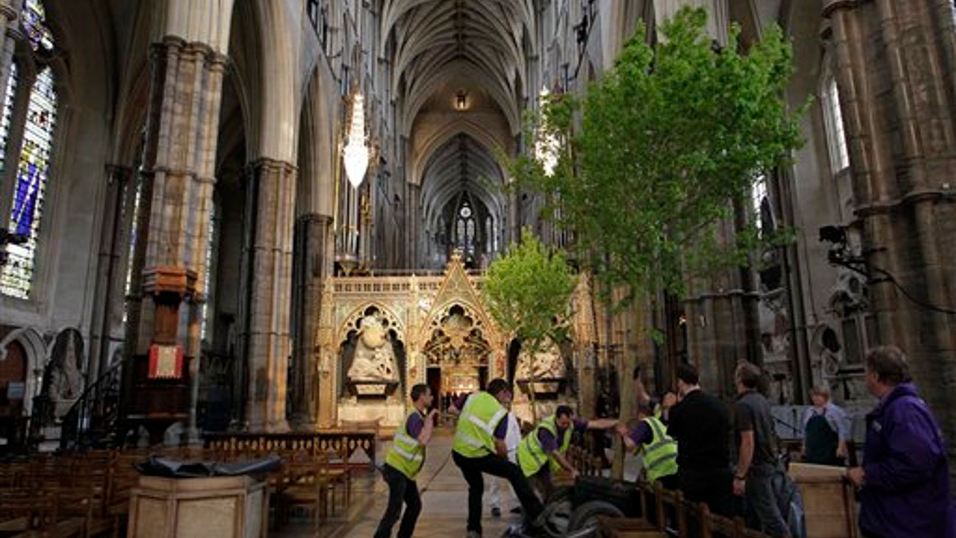 April 26: Workers put up an English field maple tree in Westminster Abbey in London in preparation for the royal wedding. Prince William and Kate Middleton are to marry in Westminster Abbey on April 29. (AP)