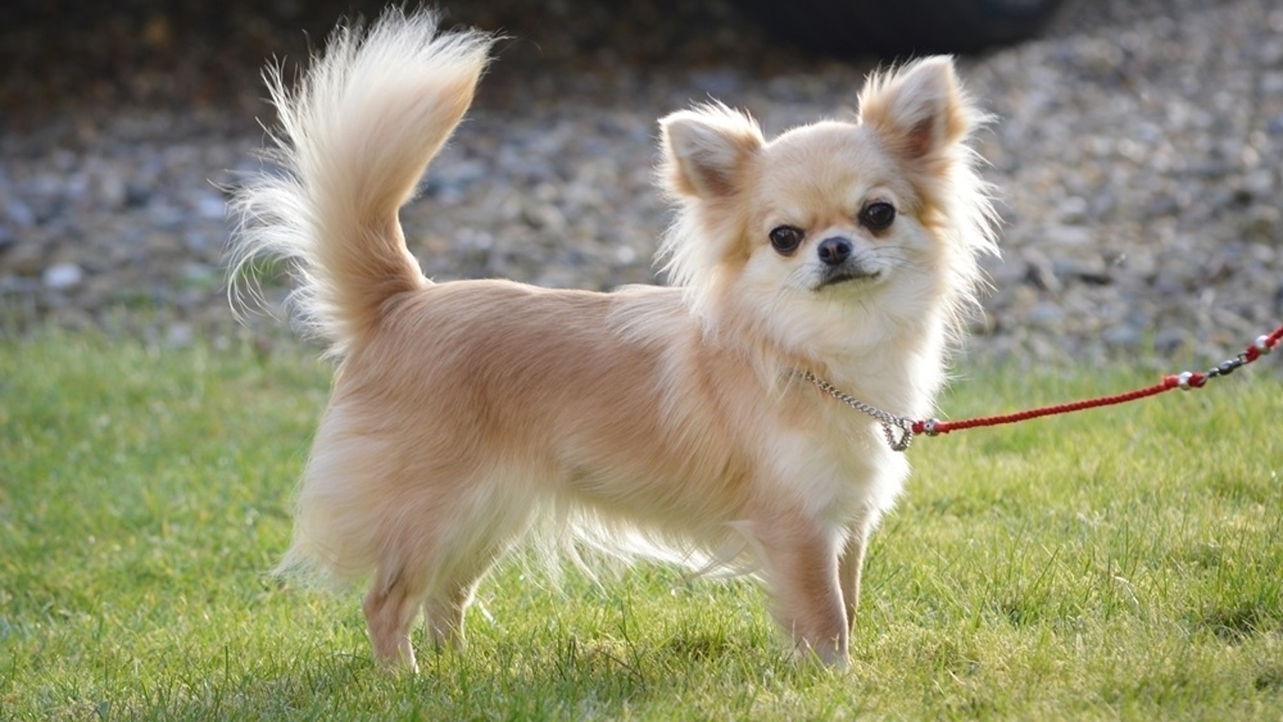 This undated family handout photo shows Valenchino Chihuahua Xena, who was named Best Puppy in Breed at Crufts 2014, and was snatched with four other dogs, including her mother Io and grandmother Angel, from a house in East Yorkshire on Thursday. British police are appealing for help finding five stolen dogs, including a Chihuahua puppy that recently won a major prize at the prestigious Crufts competition. The thieves apparently broke into a house in the village of Lissett in central England and made off with the valuable dogs. Humberside police said Sunday they are asking the public to provide any leads. (AP Photo)