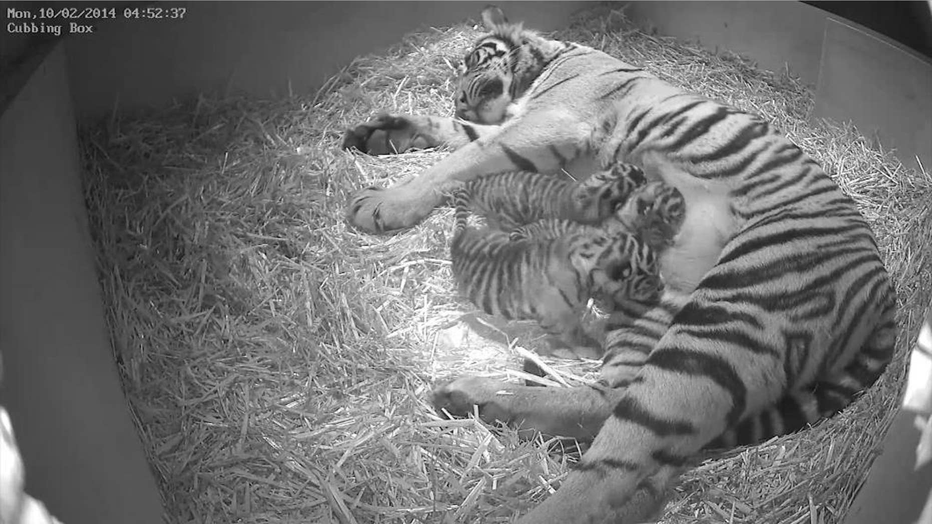 This Monday Feb. 10, 2014 photo issued by the Zoological Society of London (ZSL) on Wednesday March 12, 2014, shows Sumatran tigress Melati with her as yet unsexed triplet Sumatran tiger cubs which were born at the zoo to the five-year-old Sumatran tigress Melati on Feb. 3, 2014 following a 106-day pregnancy. (AP Photo/Zoological Society of London)