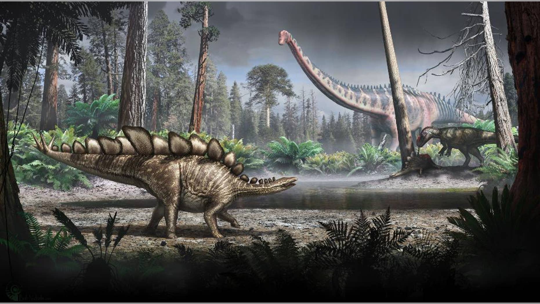 This undated handout photo issued by the Natural History Museum, shows an artist's impression of how Sophie, the world's most complete Stegosaurus skeleton, may have looked. Scientists at a British museum have worked out the weight of Sophie, one of the world’s most complete Stegosaurus skeletons, it was reported on Wednesday, March 4, 2015. London’s Natural History Museum says Sophie, a young adult when it died, weighed around 1.6 tons and was about the same size as a small rhinoceros. The scientists worked out the dinosaur's body mass after creating a 3D digital version of its skeleton, calculating the volume of flesh around the bones, and comparing the data with information from similar-sized modern animals. (AP Photo/PA, Bob Nicholls/Natural History Museum)