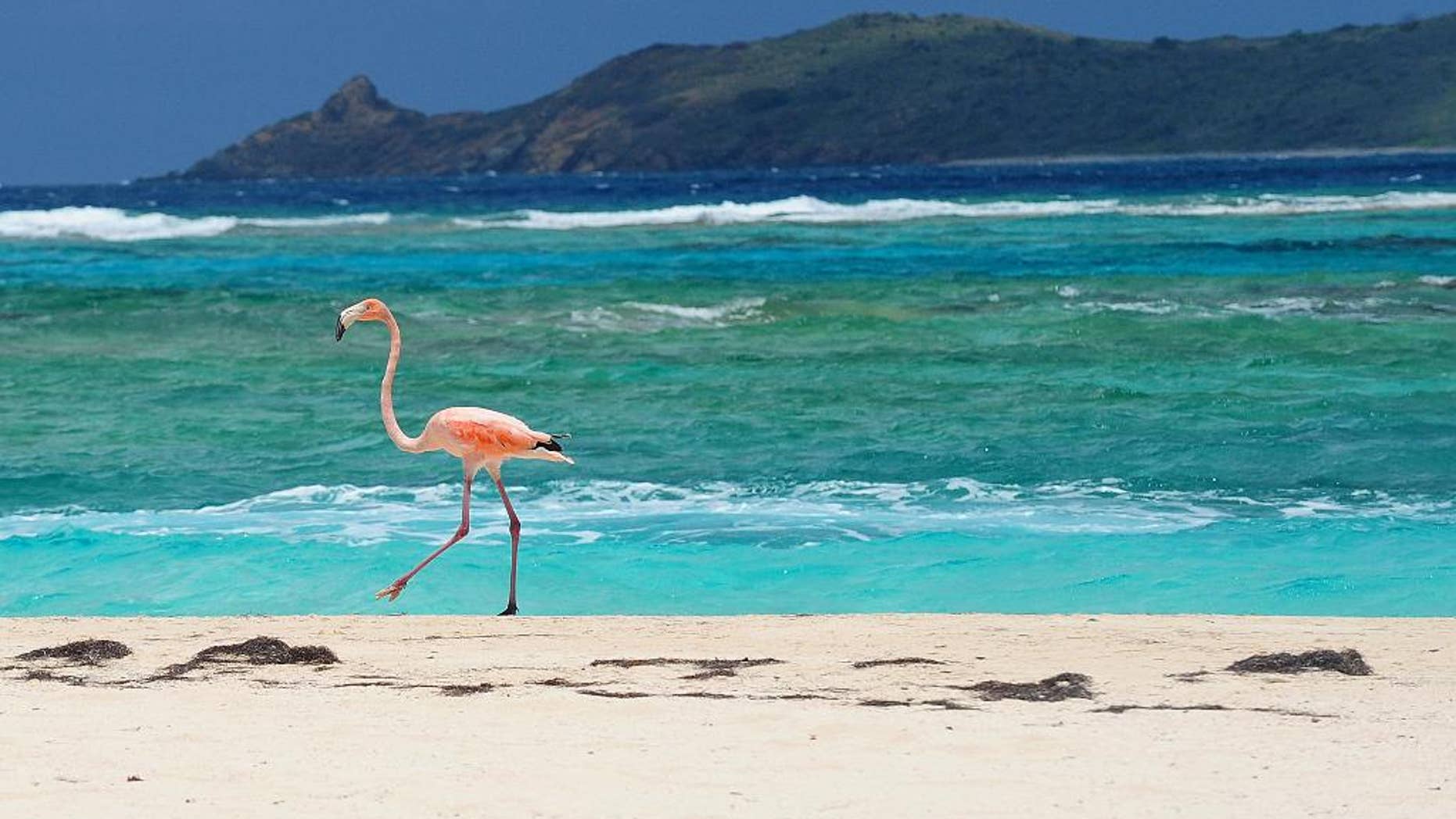 FILE - In this May 17, 2013 file photo, a flamingo walks along the beach on Necker Island in the British Virgin Islands. The British Virgin Islands is setting up a sanctuary for all shark species in its territorial waters to protect the imperiled marine predators whose global numbers have been rapidly dwindling. Necker Island is the home of Richard Branson, the British tycoon and adventurer who has been pushing Caribbean governments to better protect its marine environments. (AP Photo/Todd Vansickle, File)