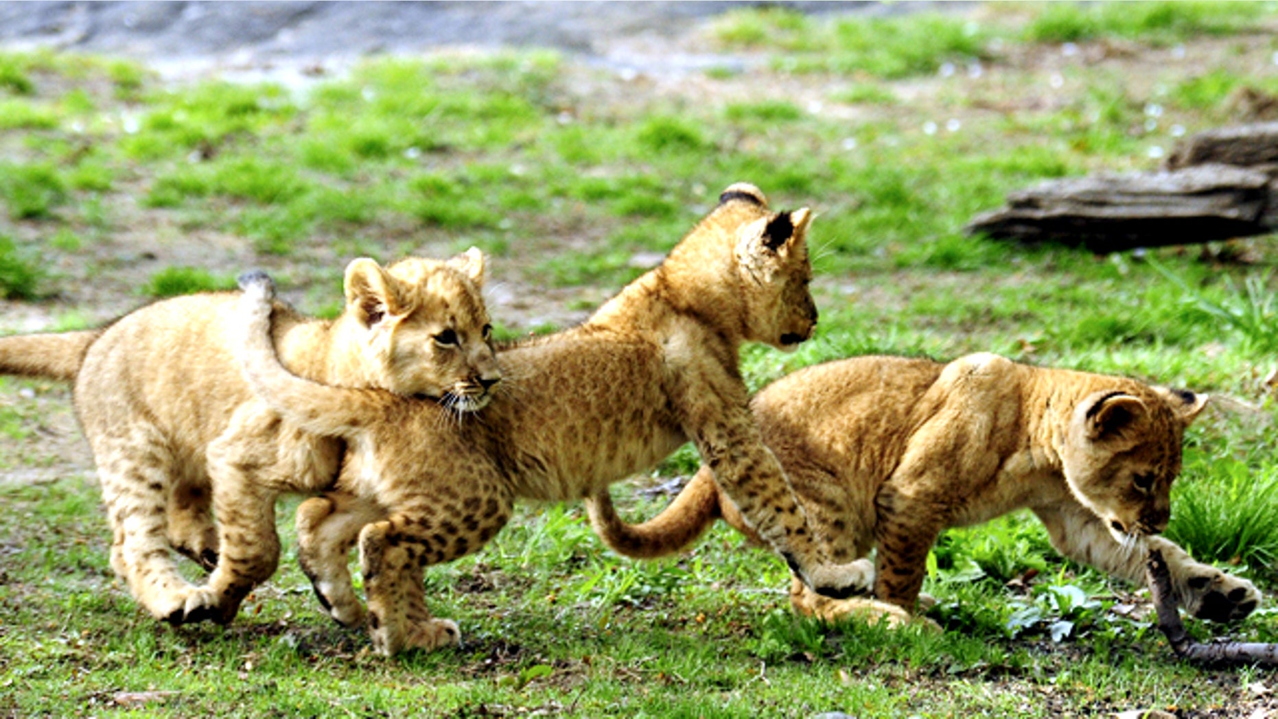 Triplet African lion cubs, born on January 27, play in the Bronx Zoo's African Plains habitat in New York in April.