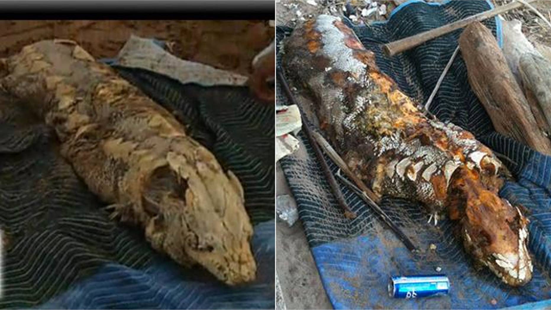 A 'sea monster' has washed up beneath the Brooklyn Bridge in New York. At left, the creature on May 21 in a frame from a NY1 video. At right, the beast 5 days later, as seen on Gawker.com.