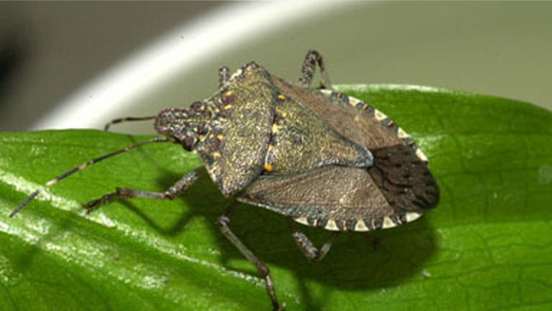 The brown marmorated stink bug(Halyomorpha halys) is indigenous to Asia and is considered an agricultural pest in Japan.