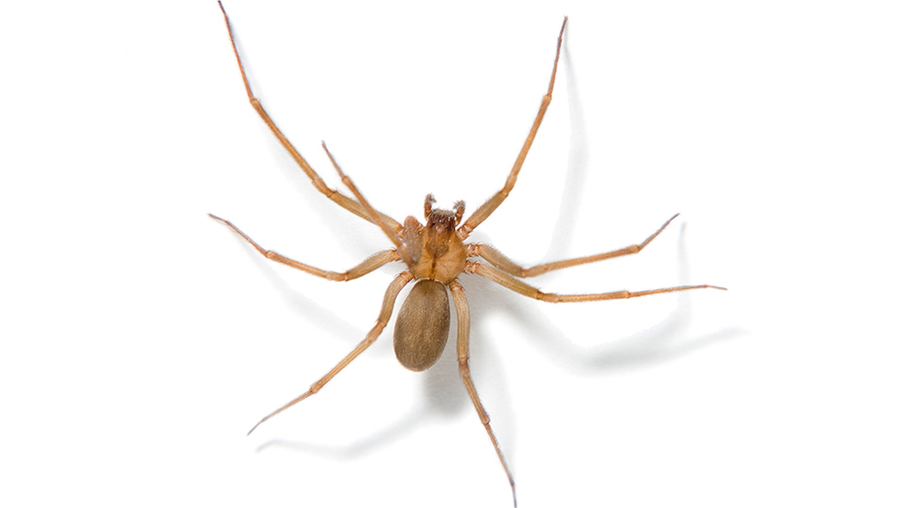 A brown recluse spider.