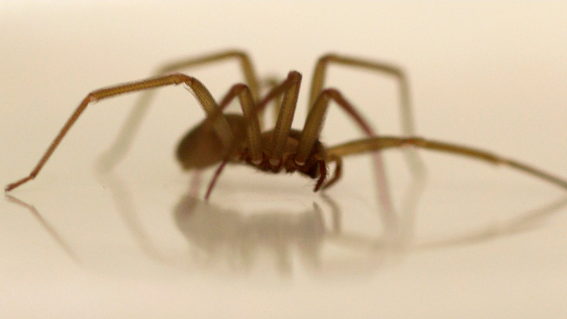 spider venom could lead