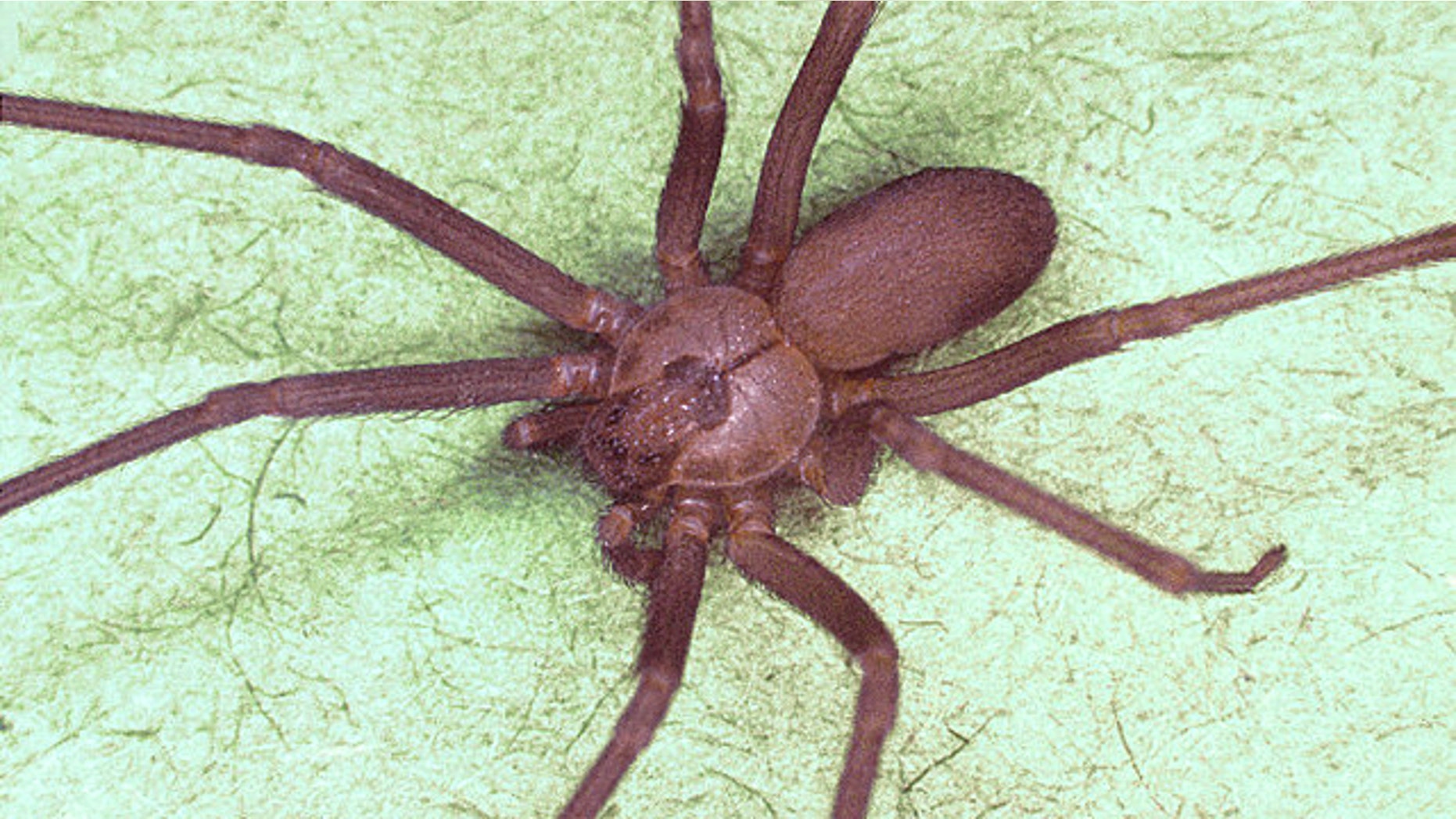 A brown recluse spider, or Loxosceles reclusa, similar to the ones Gail Ingram found in her New York City apartment.