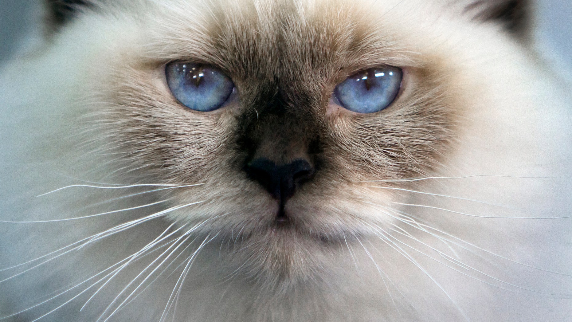 A Burmese cat looks on while being evaluated by a judge at an international cat beauty show in Bucharest, Romania, Sunday, Oct. 2, 2011.Up to 300 cats mainly from countries in central and eastern Europe entered the two day competition. (AP Photo/Vadim Ghirda)