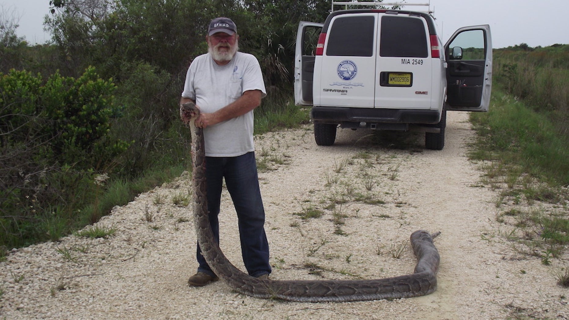 Officials caught and euthanized the 15.6-foot-long female snake in the Everglades on June 3, 2013.