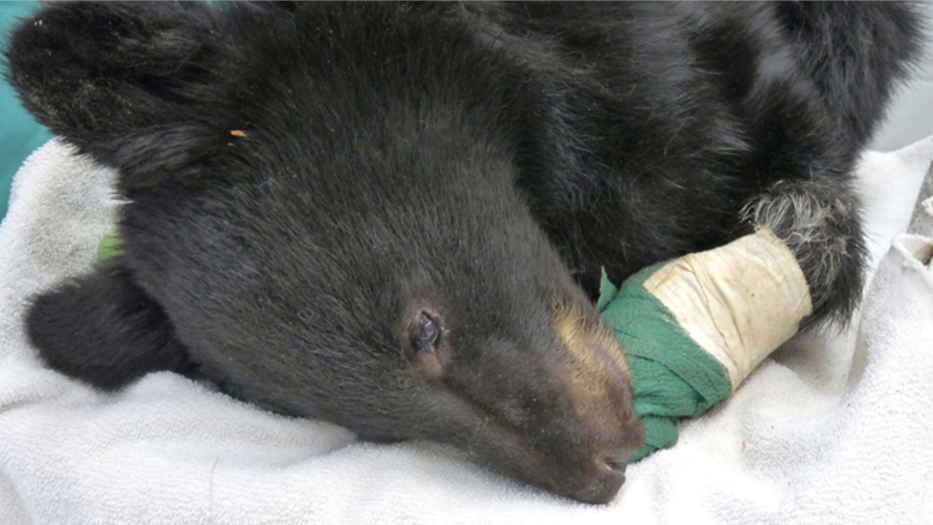 Black bear cub burned in the Mustang Fire north of Salmon, Idaho.