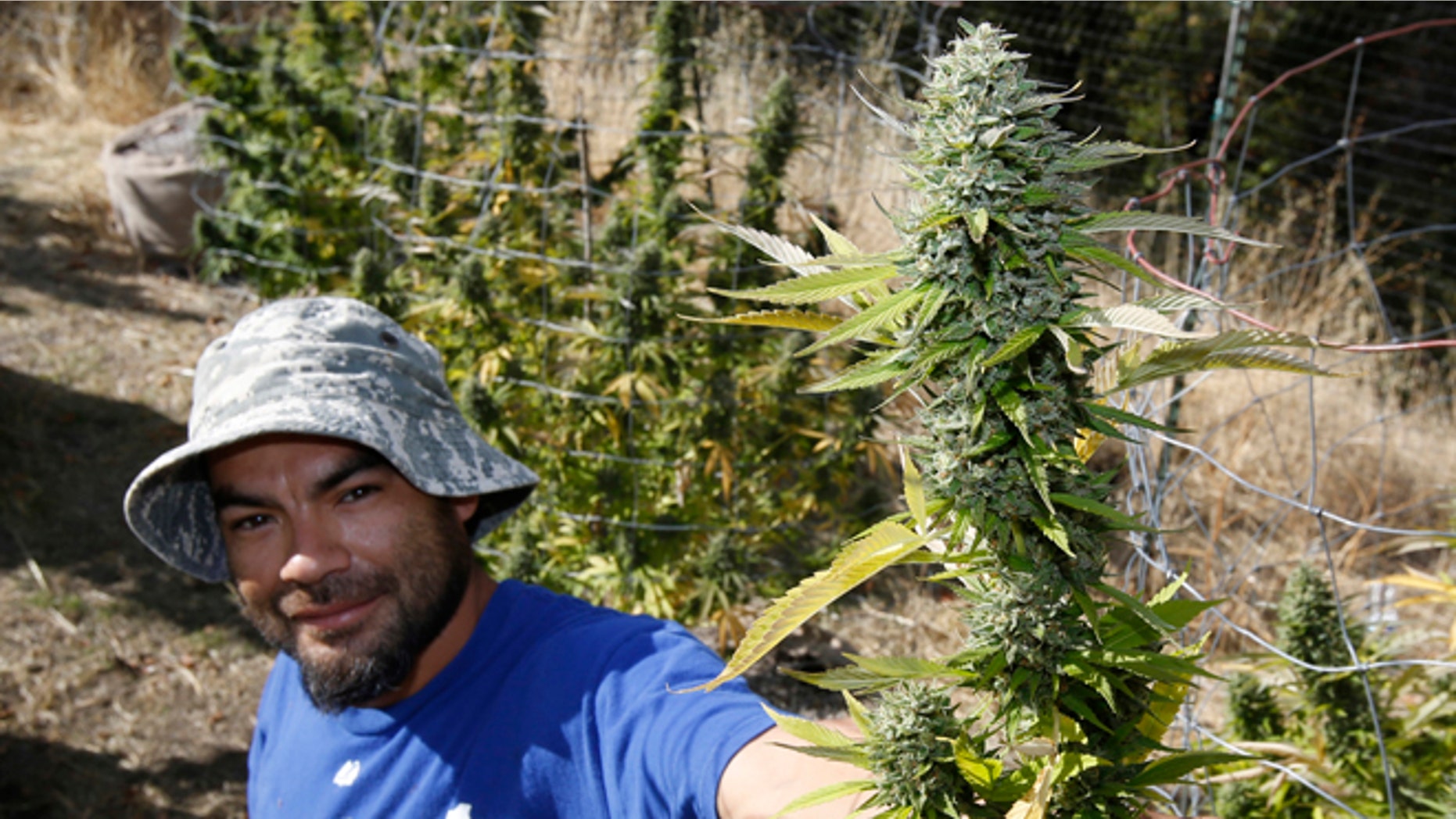In this Wednesday, Oct. 12, 2016 photo, Rolie Gonzalez III displays a branch of marijuana buds taken for a plant on the farm of grower Laura Costa, near Garberville, Calif. Though Costa and many illegal farmers say they have yearned for the legitimacy and respectability that can come with legalization, they fear the passage of Proposition 64, on the Nov. 8 ballot, which would legalize the recreational use of marijuana, will not only cost them money, but could put them out of business. (AP Photo/Rich Pedroncelli)