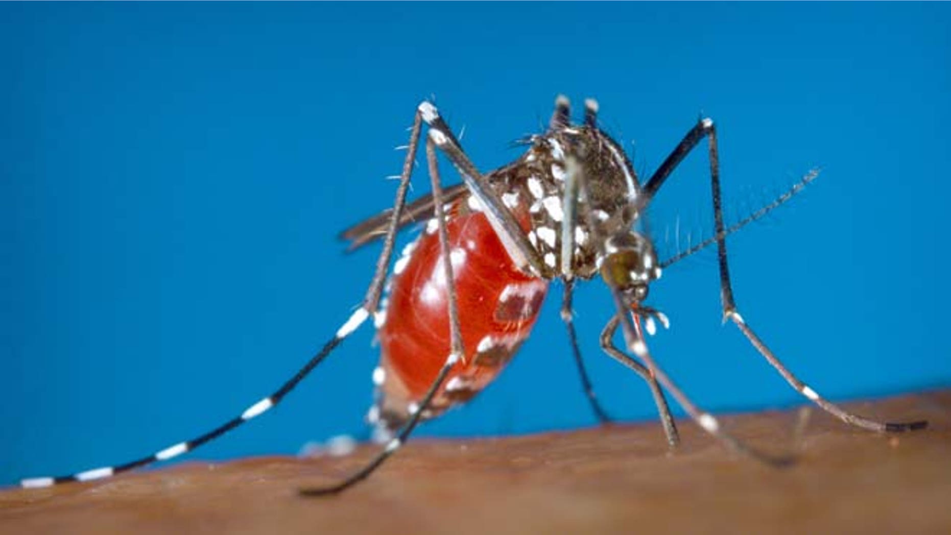 CORRECTS CDC IS INVESTIGATING WHETHER AEDES ALBOPICTUS SPREADS THE ZIKA VIRUS, NOT DEFINITIVE - This 2003 photo provided by the Centers for Disease Control and Prevention shows a female Aedes albopictus mosquito acquiring a blood meal from a human host. On Friday, Jan. 15, 2016, U.S. health officials are telling pregnant women to avoid travel to Latin America and Caribbean countries with outbreaks of a tropical illness linked to birth defects. The Zika virus is spread through mosquito bites from Aedes aegypti and the CDC is investigating whether it is also spread by Aedes albopictus. The disease causes only a mild illness in most people. But thereâs been mounting evidence linking the virus to a surge of a rare birth defect in Brazil. (James Gathany/Centers for Disease Control and Prevention via AP)