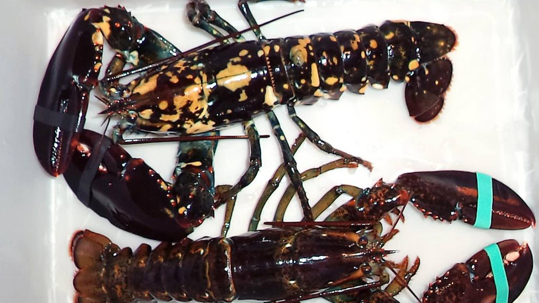 In this Sept. 9, 2014 photo provided by Sarah Lane, a calico lobster, top, sits alongside a normal lobster in a bin at Bethel Bait Tackle & More in Bethel, Maine. Lane said the mottled creature was found in a crate of lobsters brought from the Pemaquid Lobster Co-op in Bristol during the previous weekend. Calico lobsters appear at a frequency of about one per 30 million. (AP Photo/Sarah Lane)