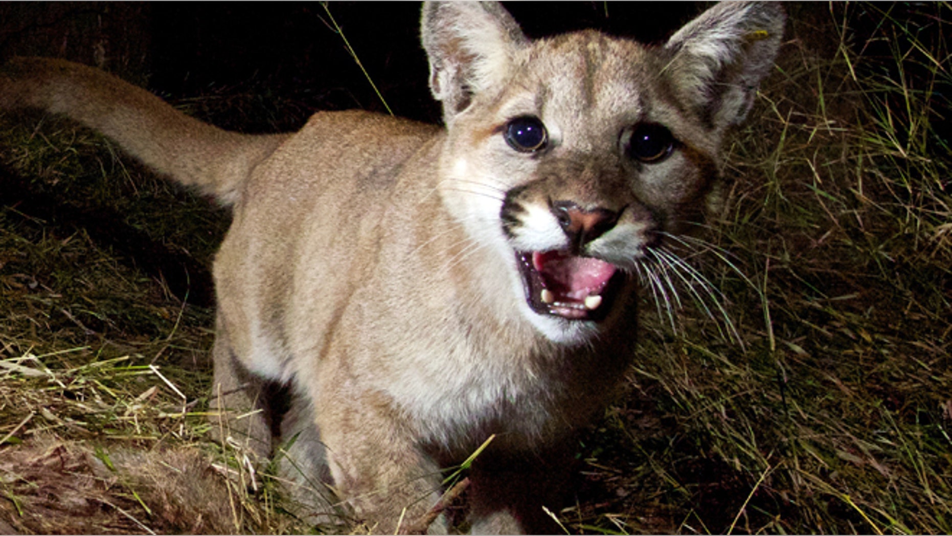 A remote camera recently captured photos of a mountain lion and her 10-month-old kittens, P-28 and P-30, feeding on a kill in Malibu Creek State Park, Calif. Warning: Pictures that follow contain graphic content.