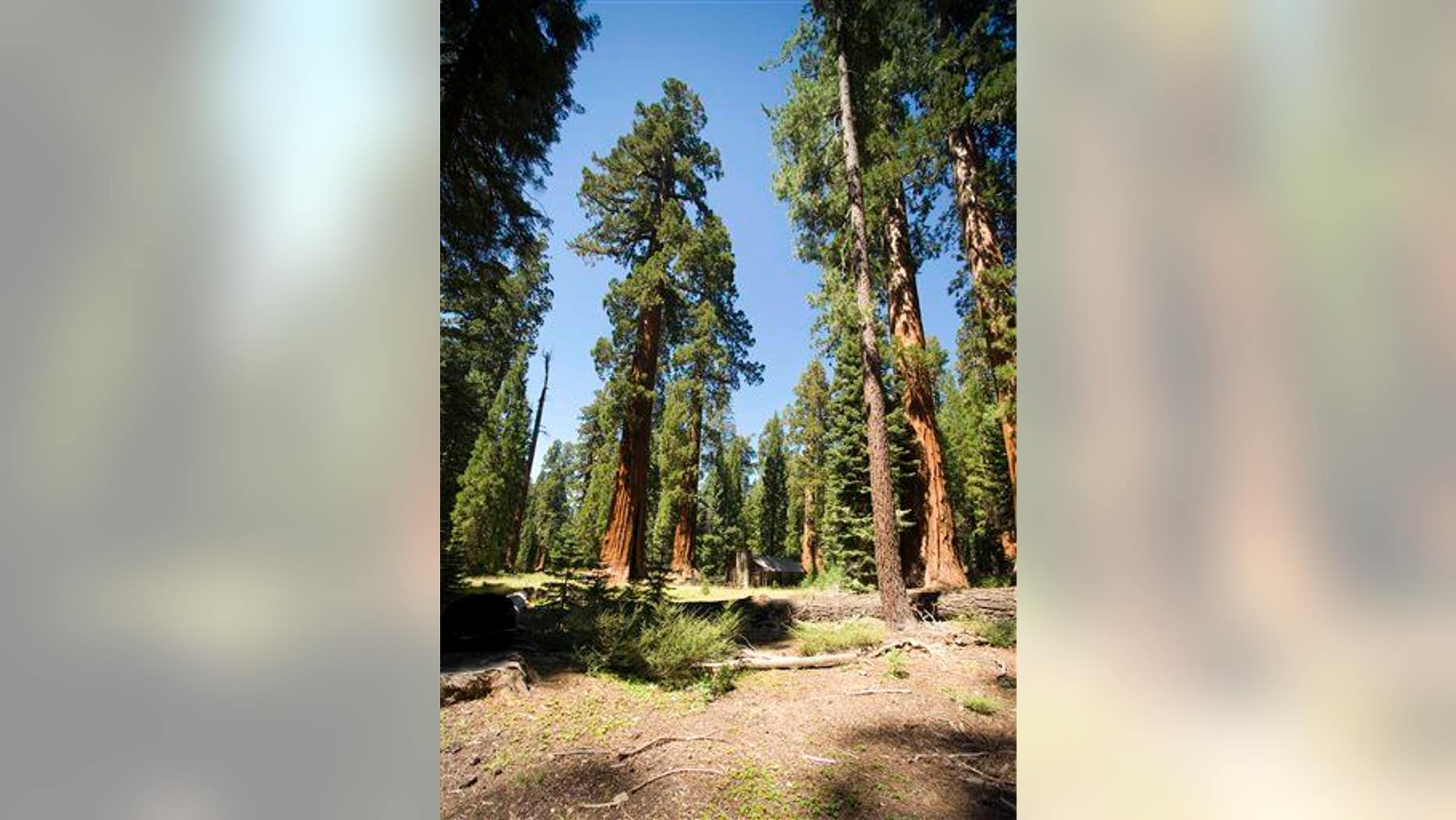 In this Aug. 27, 2009 photo, giant sequoias dwarf a cabin in the upper Mariposa Grove at Yosemite National Park, Calif.