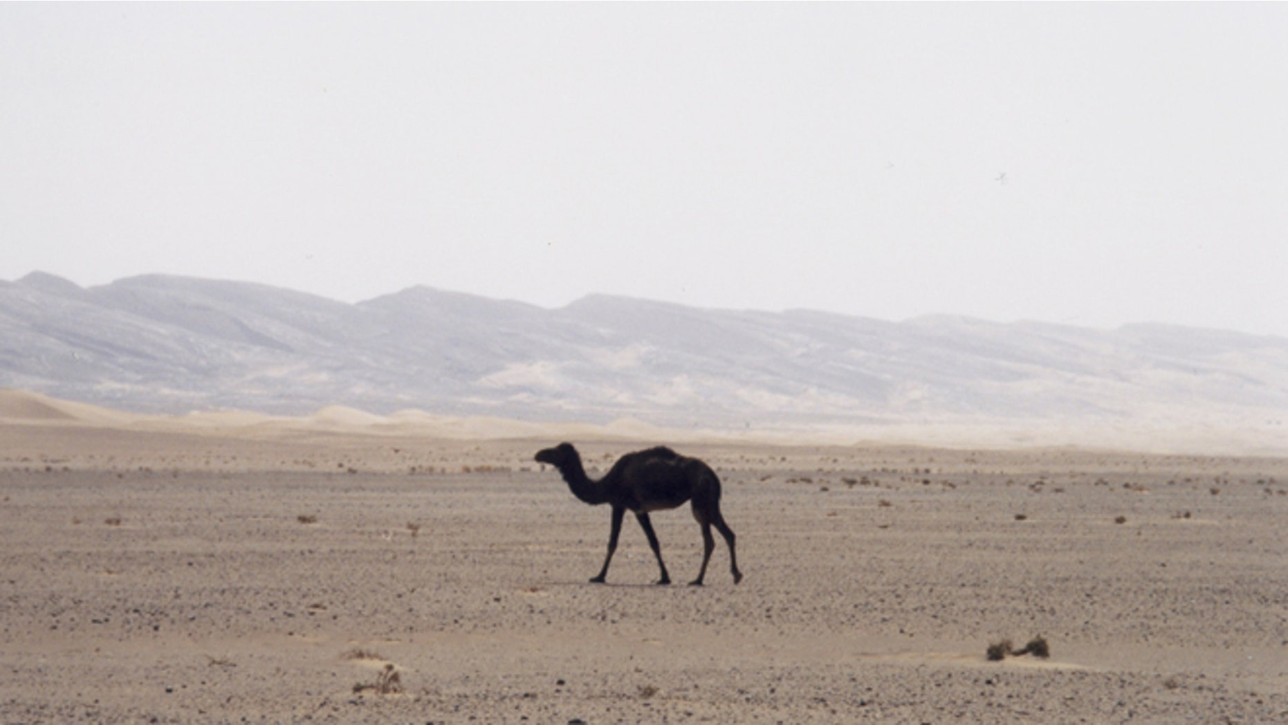 Archaeologists say they've pinpointed the domestication of camels in the Middle East -- and the science directly contradicts dates in the Bible.