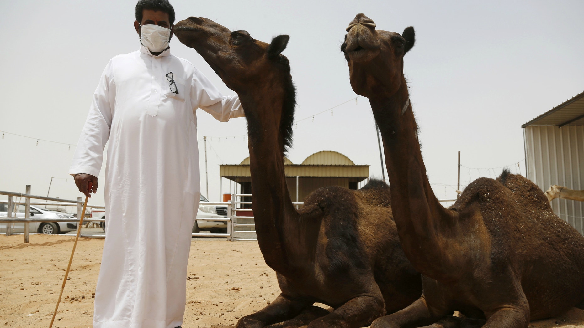 A man wearing a mask poses with camels at a camel market in the village of al-Thamama near Riyadh. Saudi Arabia said people handling camels should wear masks and gloves to prevent spreading Middle East Respiratory Syndrome (MERS).