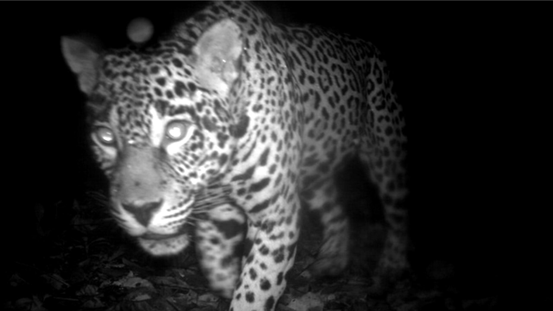 A Panthera Onca (Jaguar), a near threatened species, spotted on "candid camera" in the Central Suriname Nature Reserve, Suriname.
