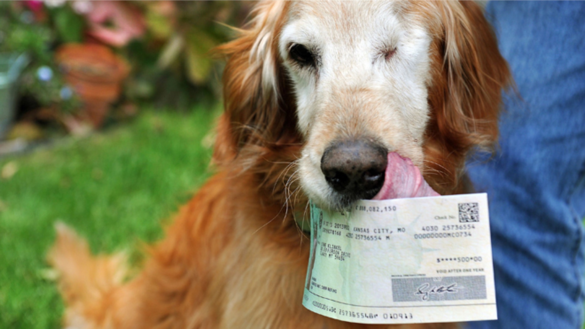 Sundance, the golden retriever known for eating five $100 bills, rejects the taste of the check his owner Wayne Klinkel received near Helena, Mont.