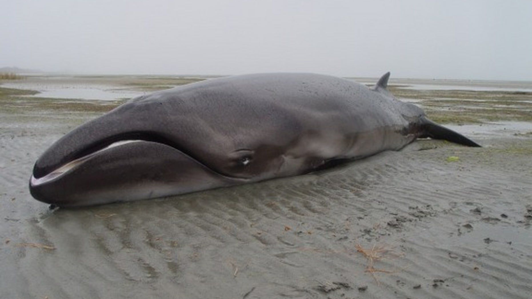 The pygmy whale, a mysterious cetacean that looks radically different from all living whales, is actually the last living member of a group thought to have gone extinct 2 million years ago