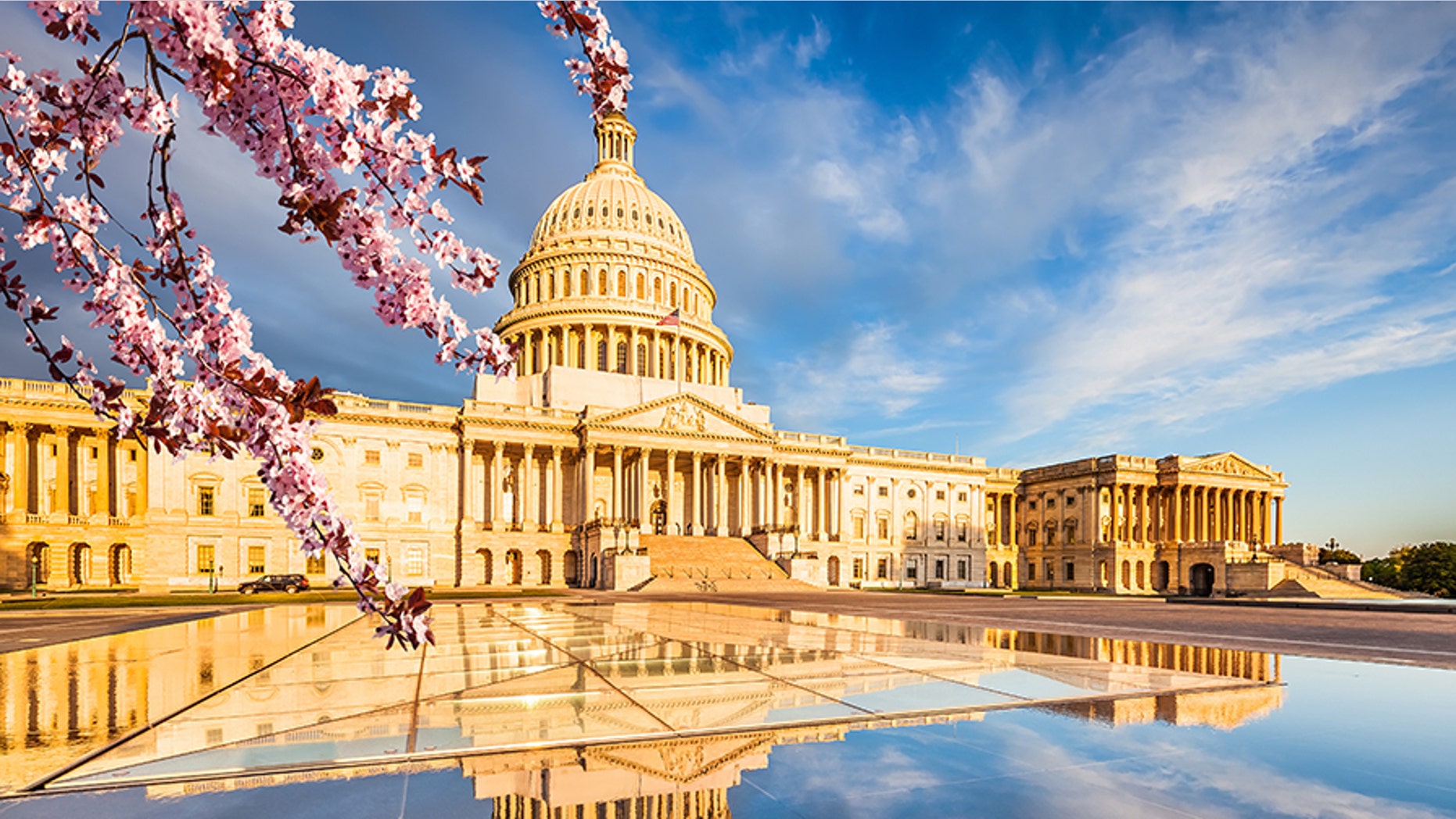 US Capitol over blue sky with blooming cherry on foreground