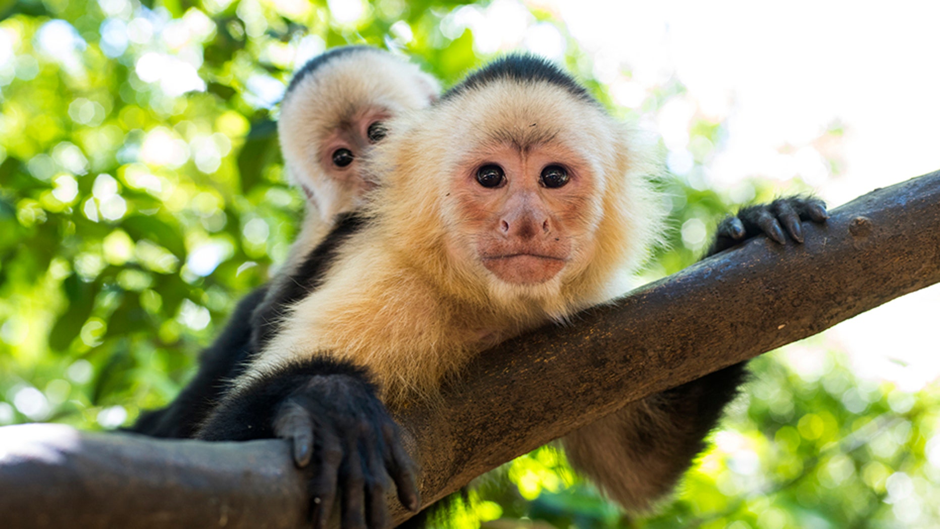 A restaurant in Florida has stopped allowing a couple to bring their monkeys after one of them bit a child.