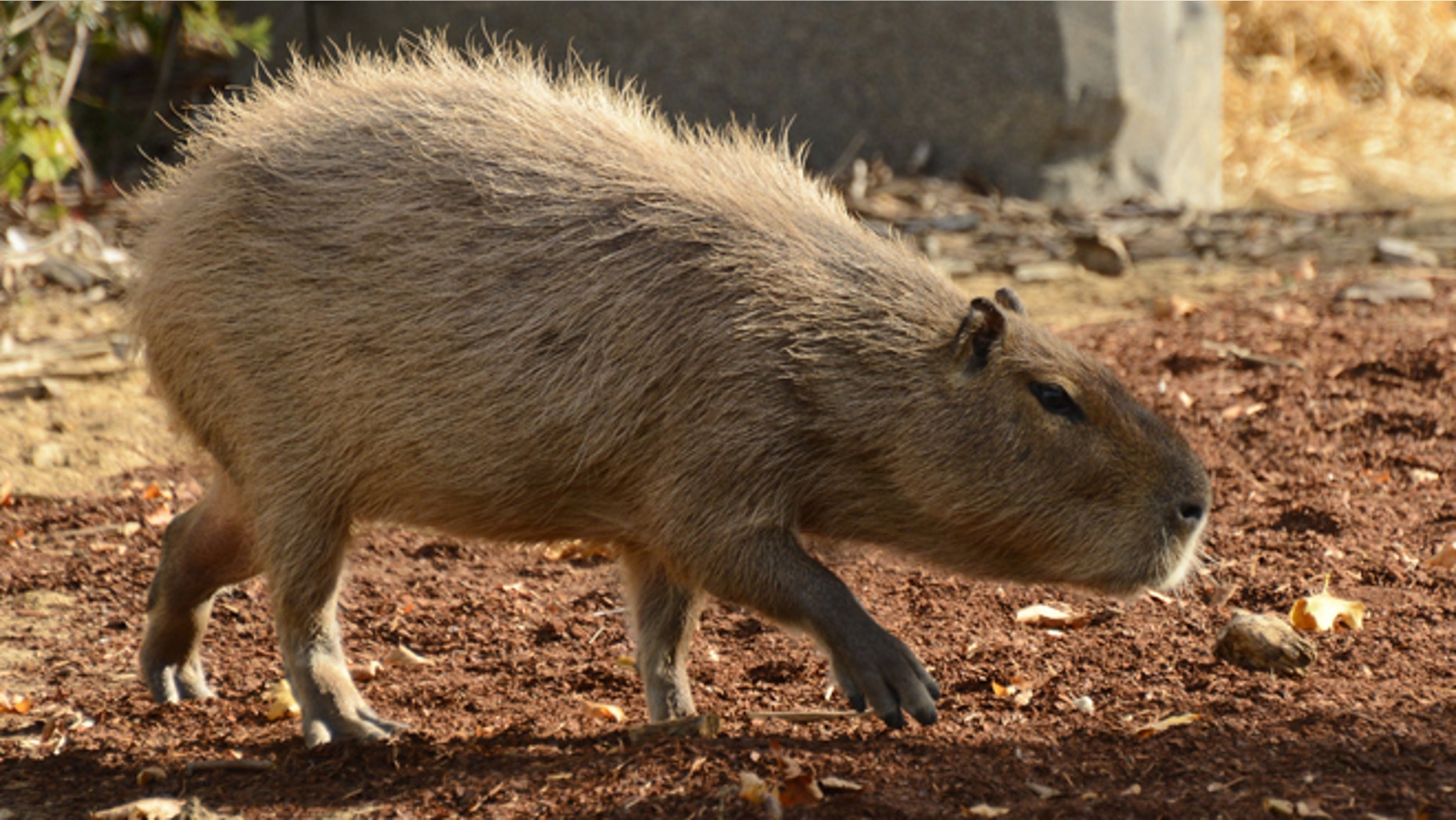 A Capybara is pictured at the Paris Zoological Park. AFP PHOTO / BERTRAND GUAY (Photo credit should read BERTRAND GUAY/AFP/Getty Images)