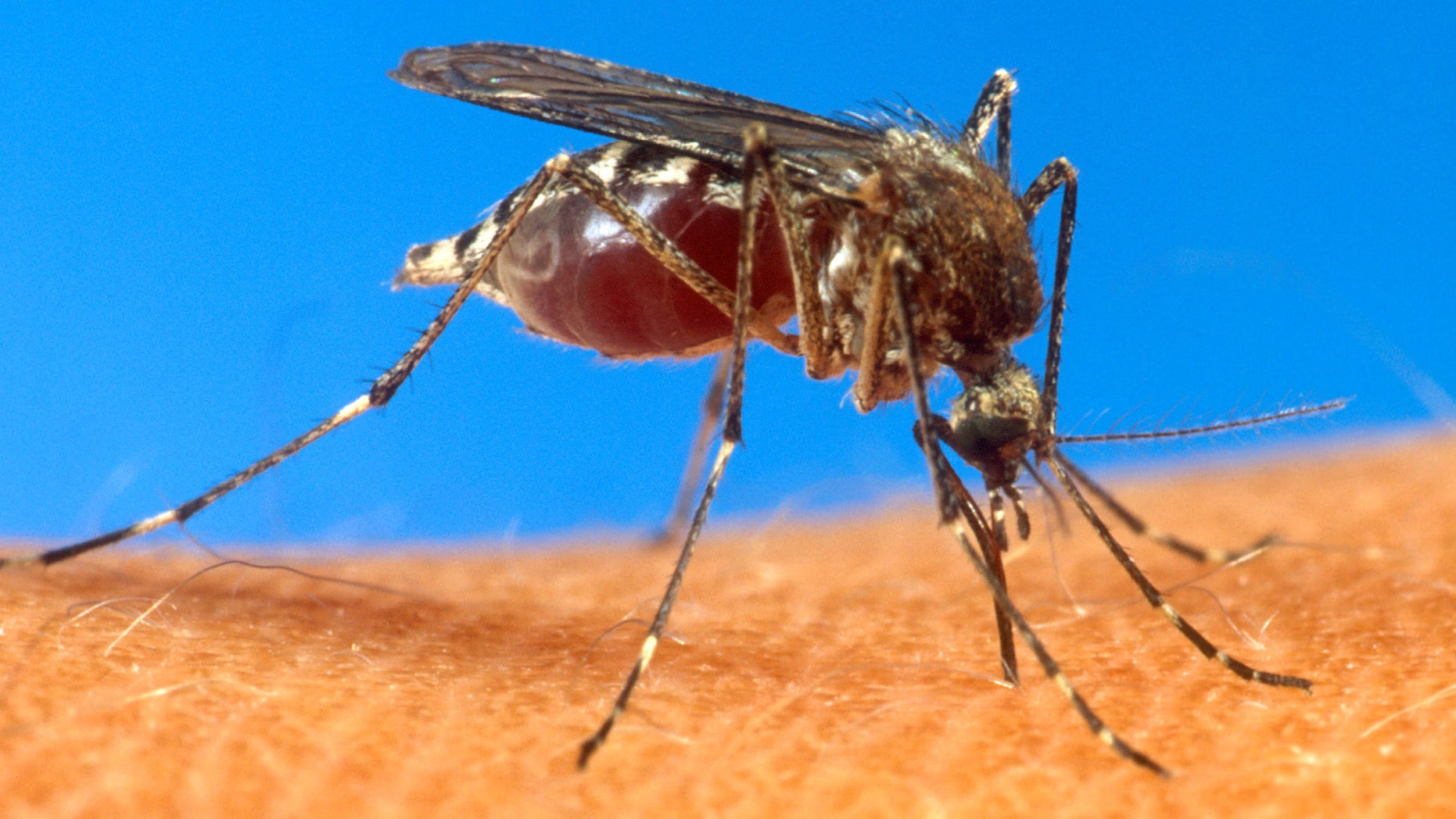 An aedes aegypti mosquito, responsible for spreading the chikungunya virus, is shown on human skin. (AP Photo/USDA, File)