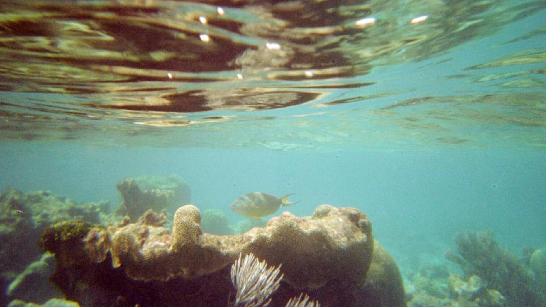 FILE - This April 6, 2005 file photo shows a coral reef and fish on a snorkeling trail off Buck Island near St. Croix, U.S. Virgin Islands. U.S. scientists on Tuesday, April 7, 2015 completed a nearly two-week mission to explore waters around the U.S. Virgin Islands as part of a 12-year project to map the Caribbean sea floor and help protect its reefs. (AP Photo/Brent Hoffman, File)