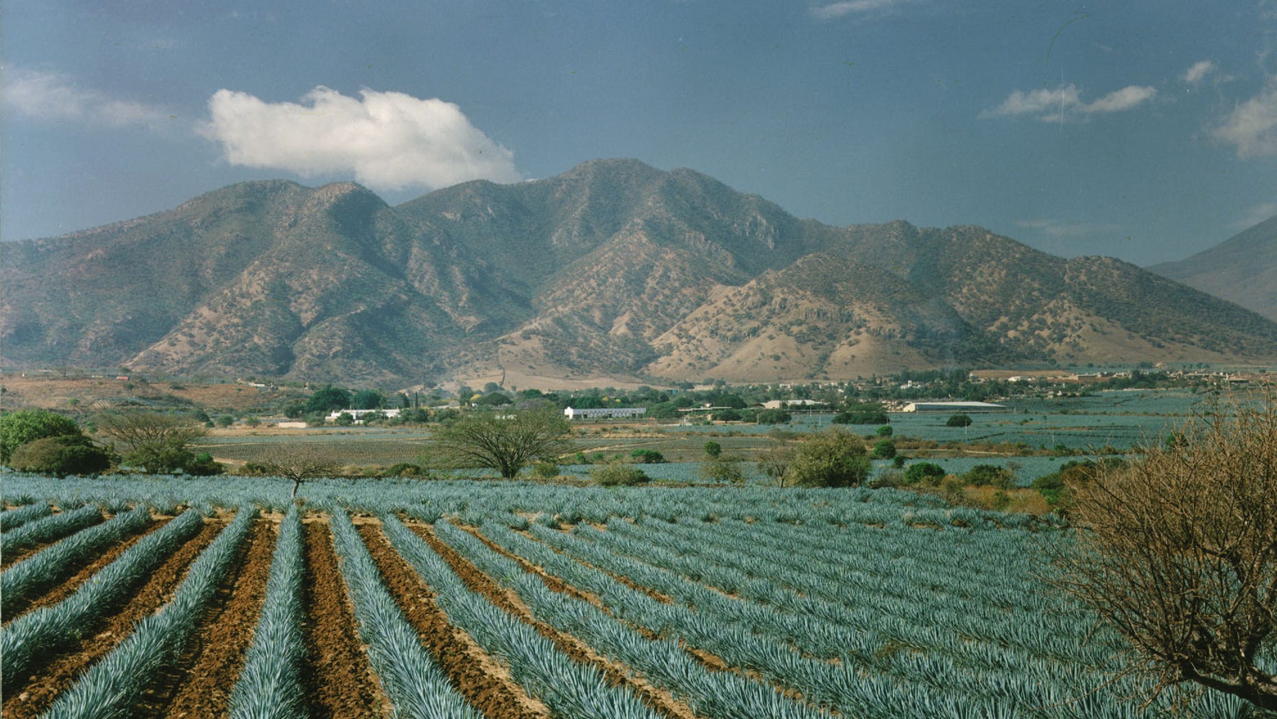 Fields of agave plants