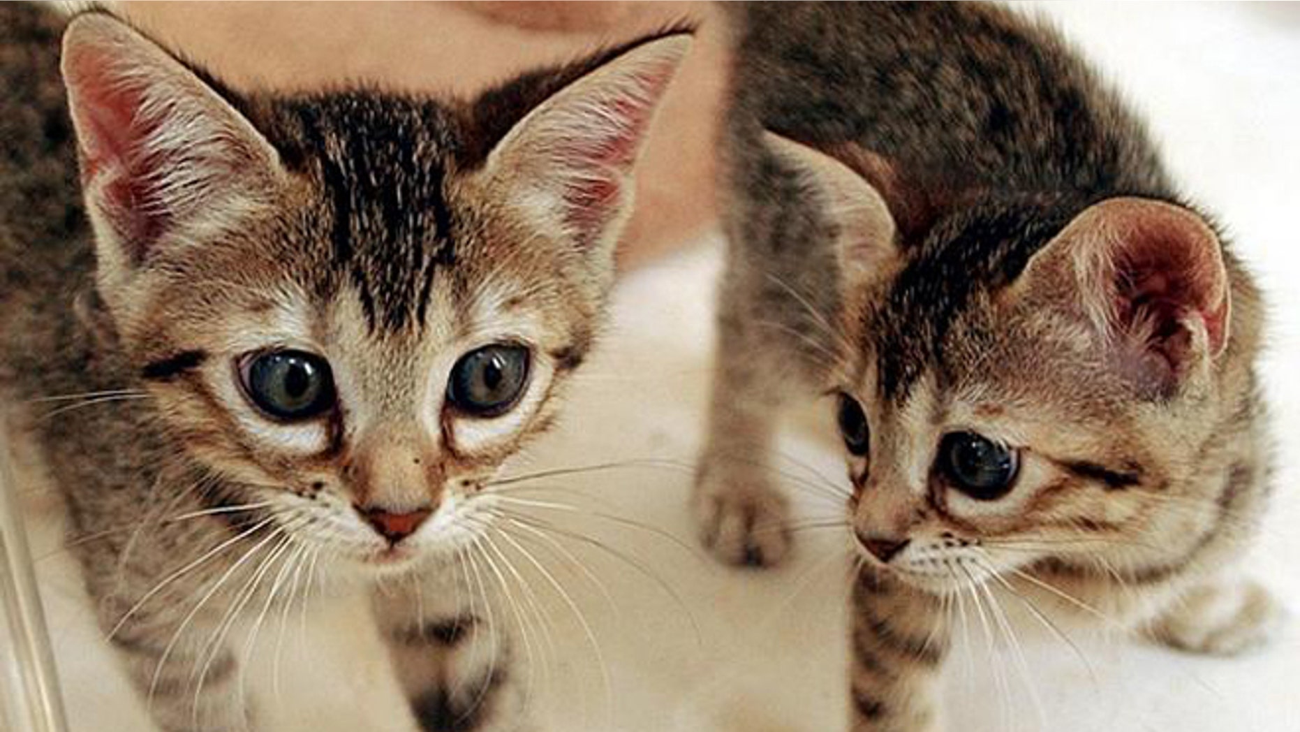 Baba Ganoush, left, plays with her cloned sibling Tabouli Thursday, Aug. 5, 2004, in San Francisco. The cloned kittens are the first two cats cloned by chromatin transfer, a new cloning technology developed by Genetic Savings & Clone, a pet gene banking and cloning company, who produced the kittens as a precursor to production of the first batch of cat clones for the public. It will cost $50,000 to have your cat cloned. (AP Photo/Ben Margot)