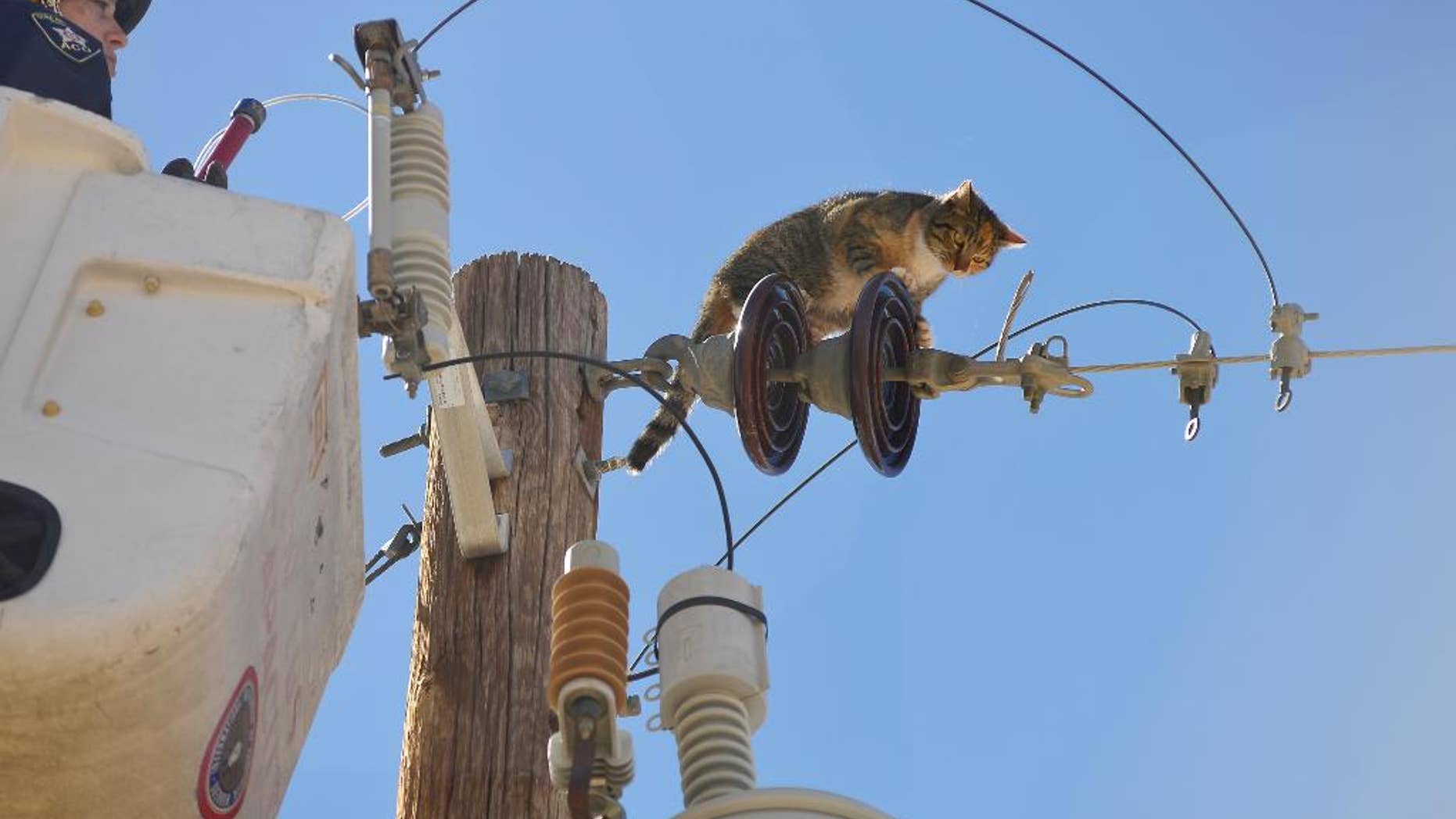 In this photo taken on Monday, March 17, 2014, Mary Lu Ward, left, of the Las Cruces Animal Control, calls to Athena as she was lifted in a utility bucket by El Paso Electric in Las Cruces, N.M. Ward successfully rescued the cat, who had been stuck on top of the electrical pole for three days after possibly being chased by Coyotes. (AP Photo/The Las Cruces Sun-News, Carlos Javier Sanchez)