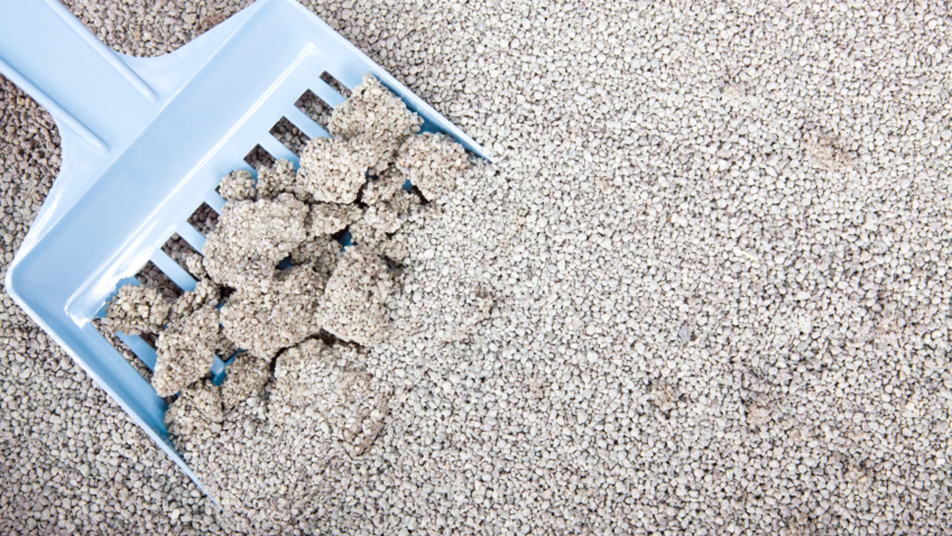 Clumping Bentonite Cat Litter on blue scoop