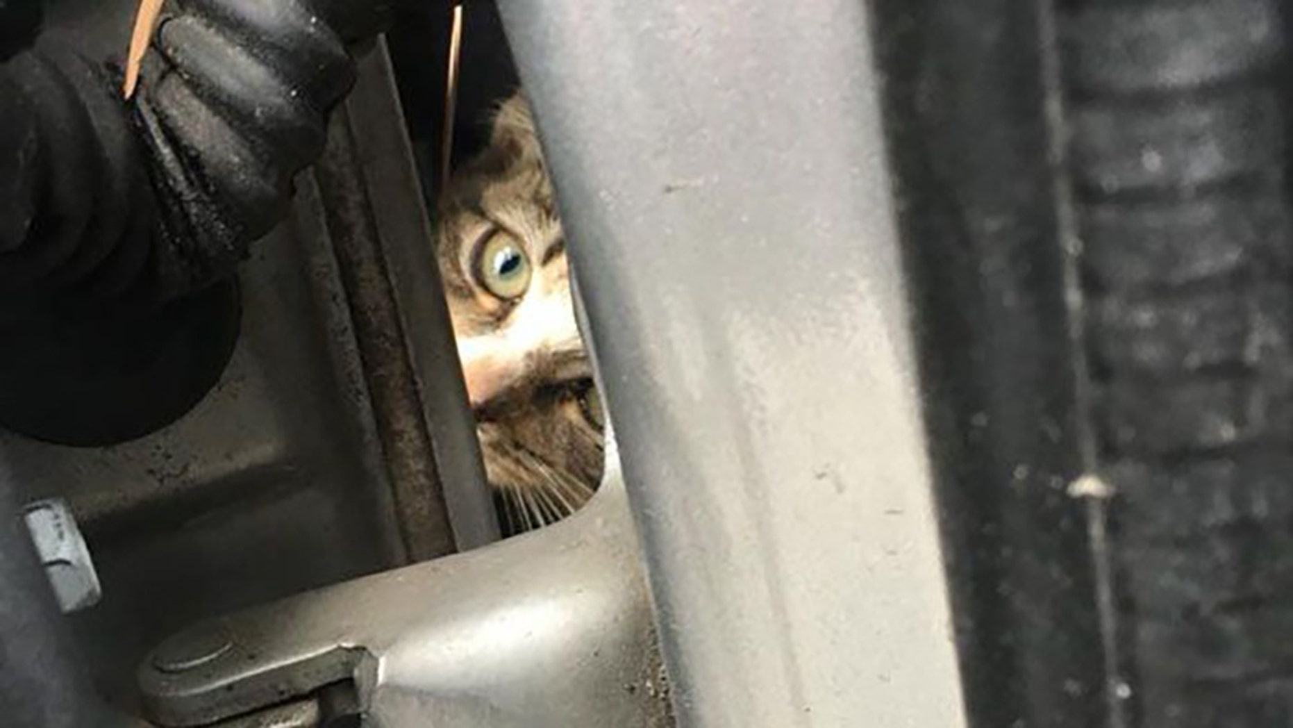 The kitten was unharmed, officials said.