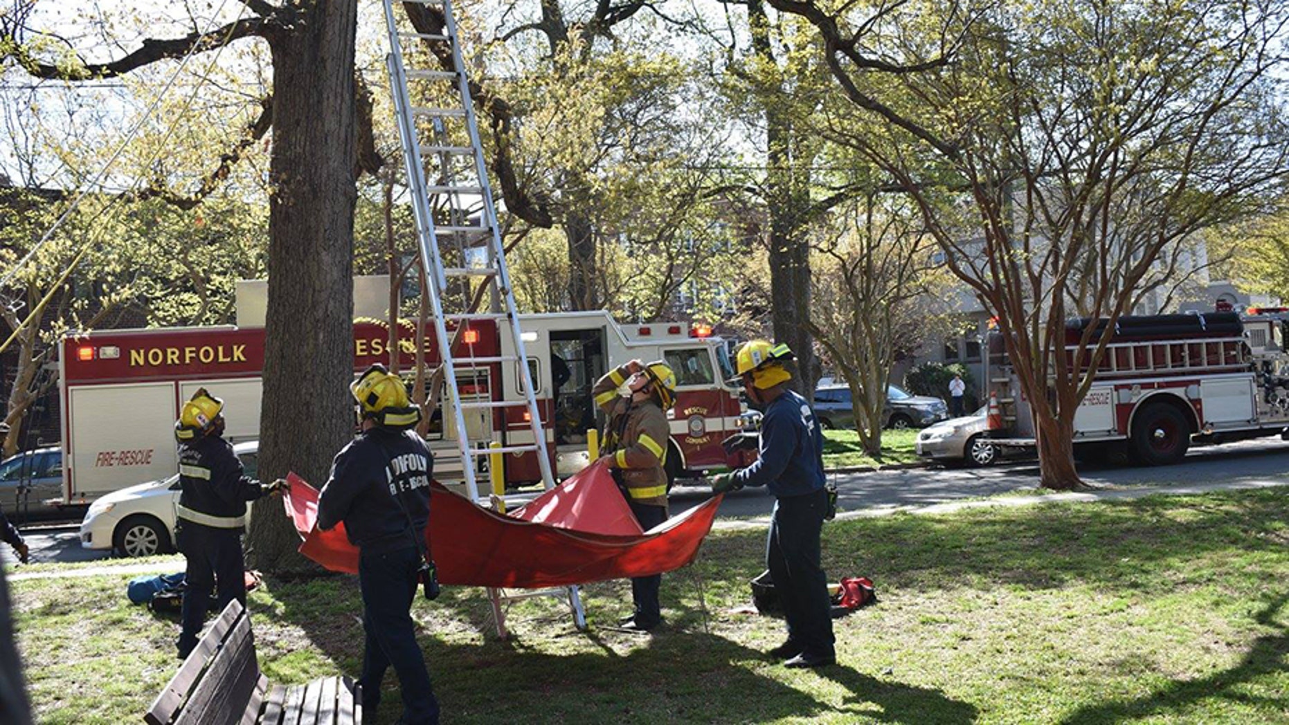 The unidentified man, who may have been a friend of the pet owner, climbed the tree at around 9:30 a.m. but became trapped after he climbed up past his ladder, about 30 feet up.