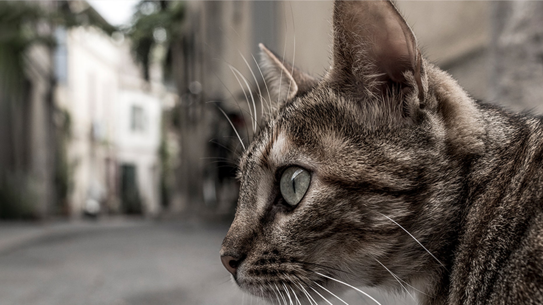 Domestic cats may be banned in one New Zealand town.