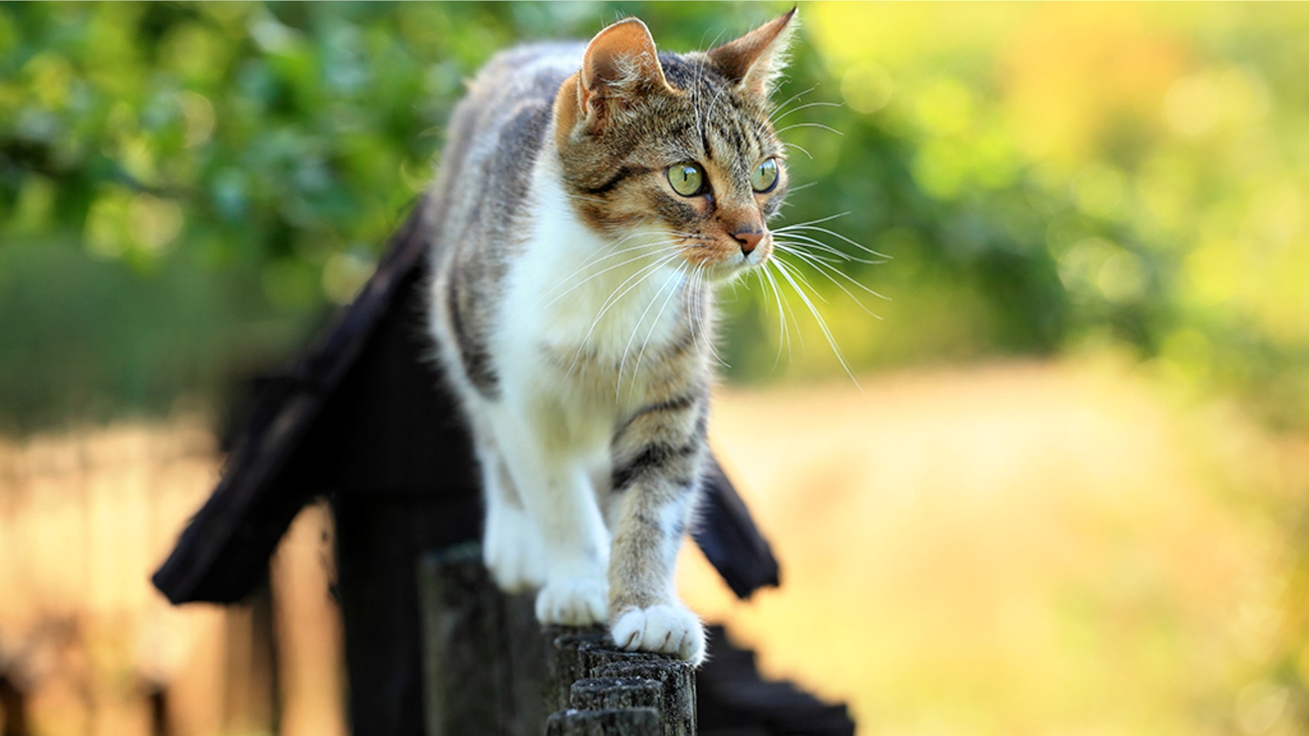 A cat is being blamed for knocking out power to thousands of customers in New Orleans, Louisiana, on Sept. 17.