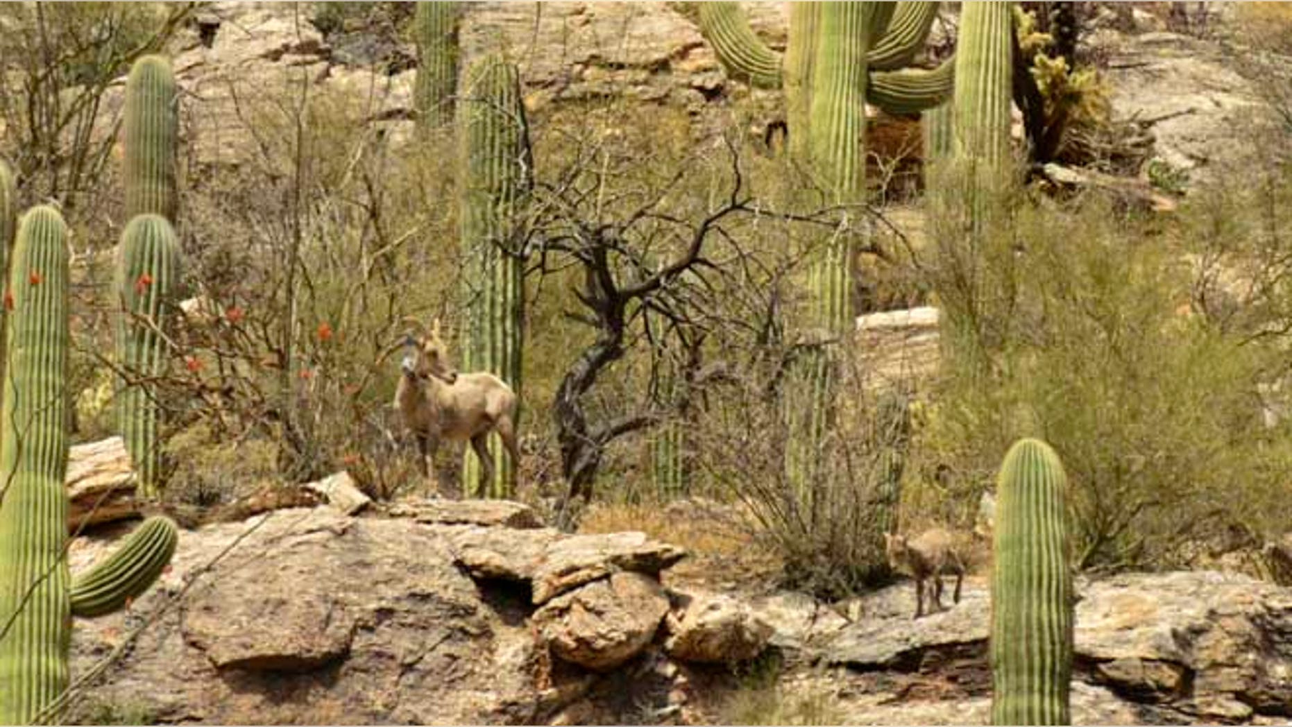 This photo, obtained by FoxNews.com, shows part of the bighorn sheep herd relocated from Yuma to the Catalina mountains, just north of Tuscon.