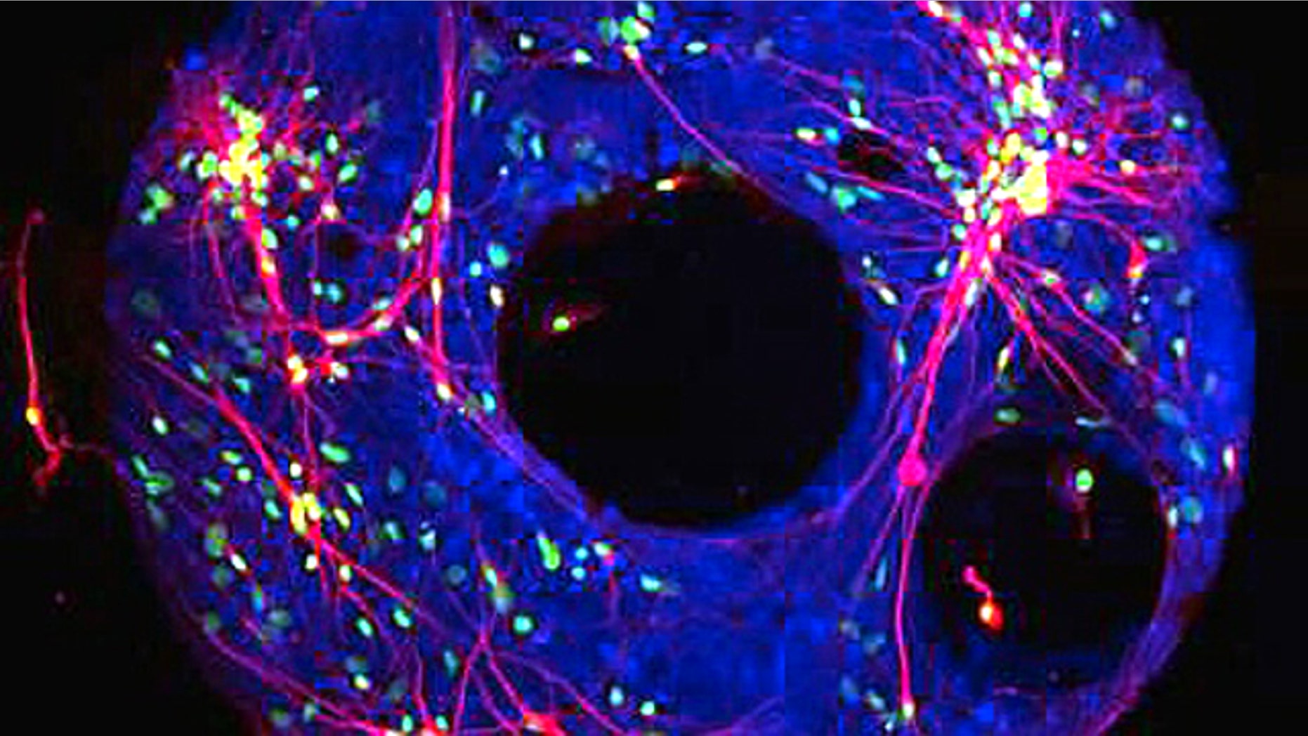 A fluorescent image of the cellular doughnut reveals the connections (red) between individual neurons (blue).