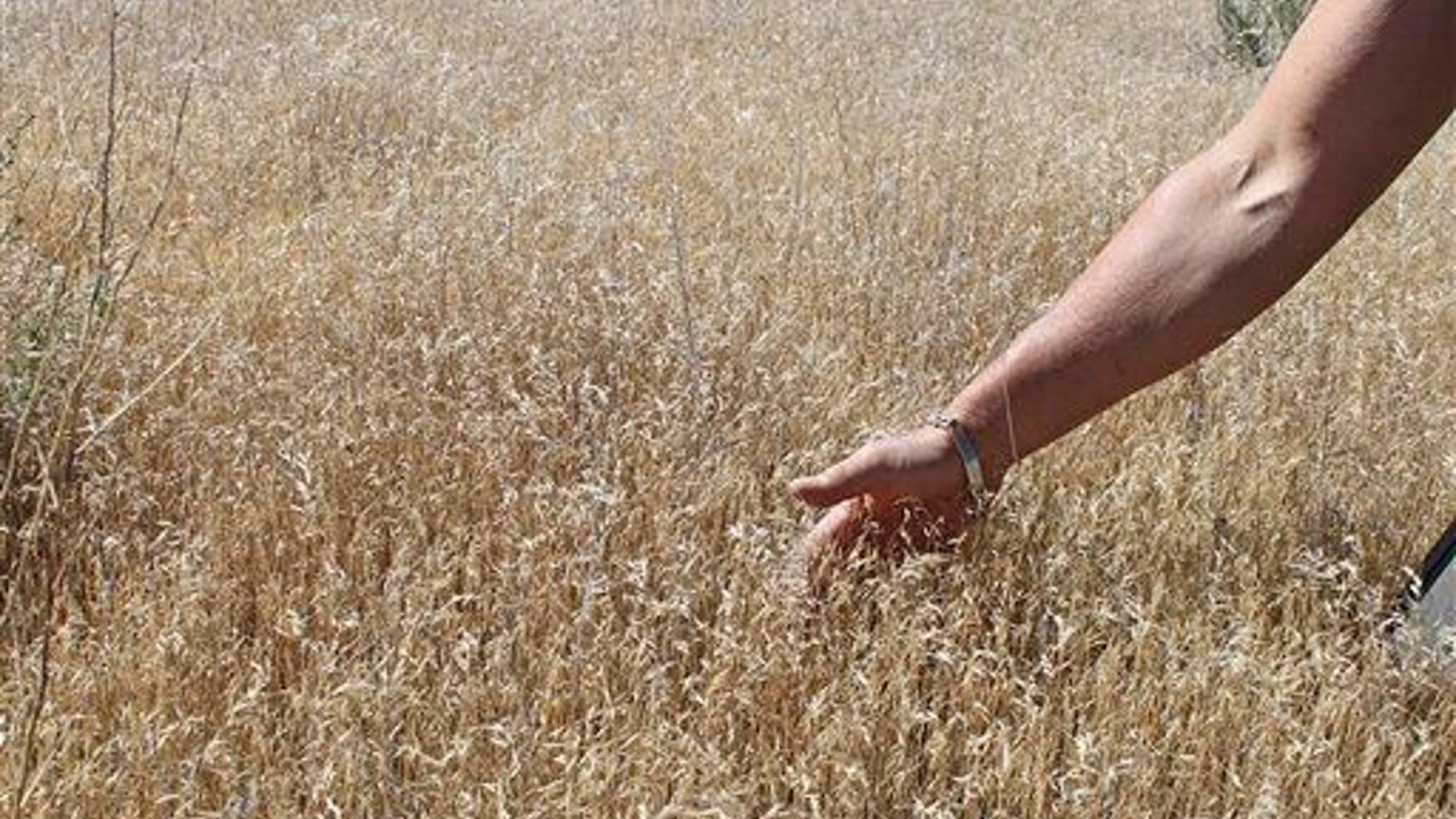 In this June 20, 2012 file photo provided by the U.S. Bureau of Land Management, one of BLM's botanists points out the growing pattern of invasive cheatgrass in southwest Idaho.